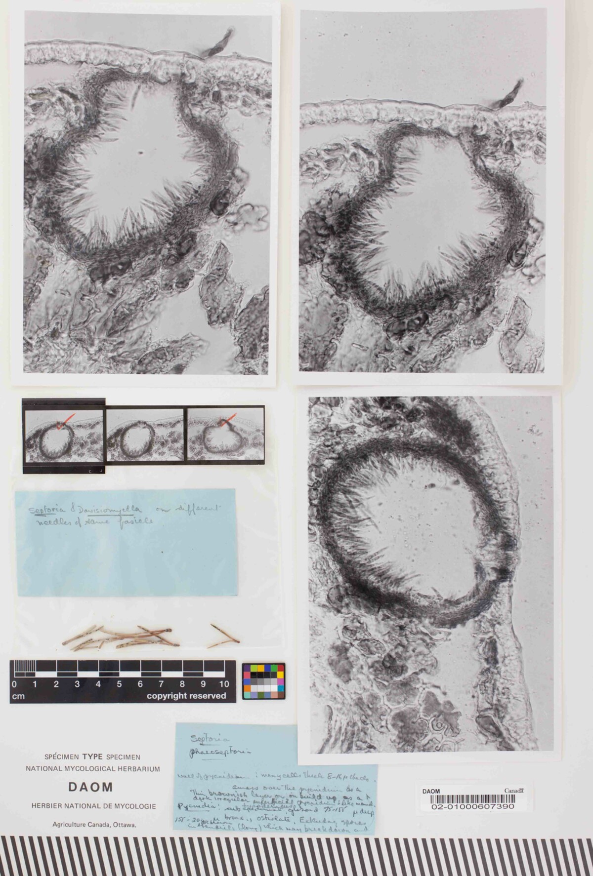 Phaeoseptoria contortae image