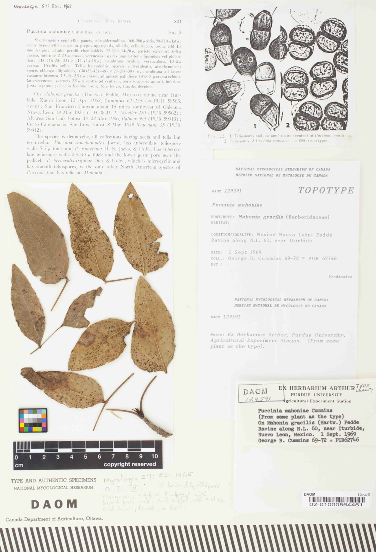 Puccinia mahoniae image