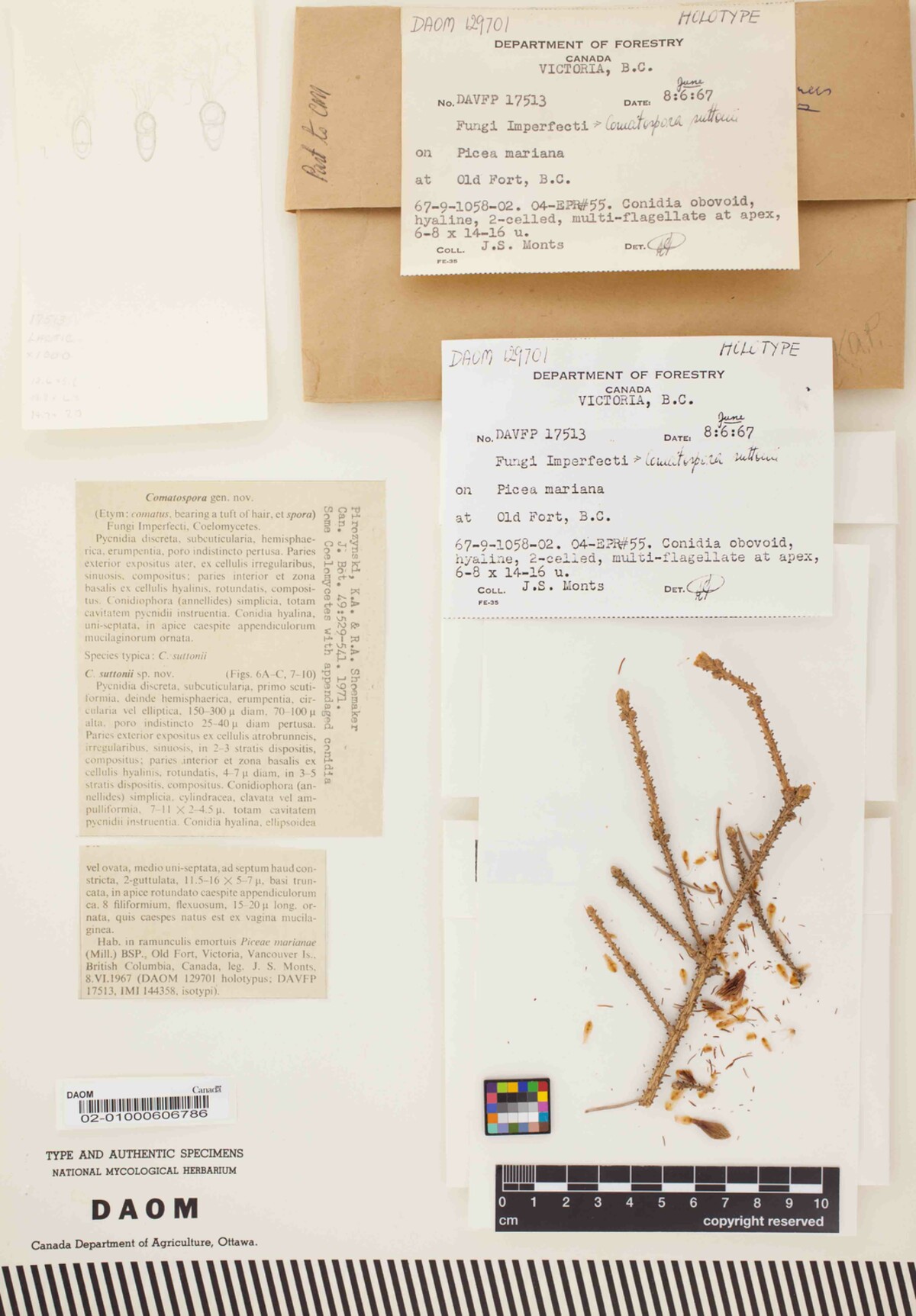 Comatospora suttonii image