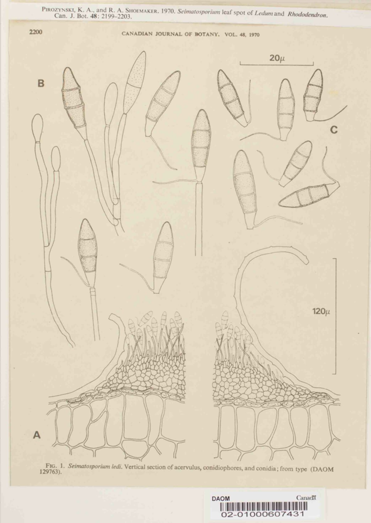 Seimatosporium image