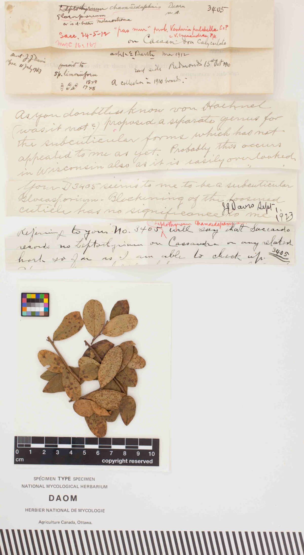 Gloeosporium chamaedaphnis image