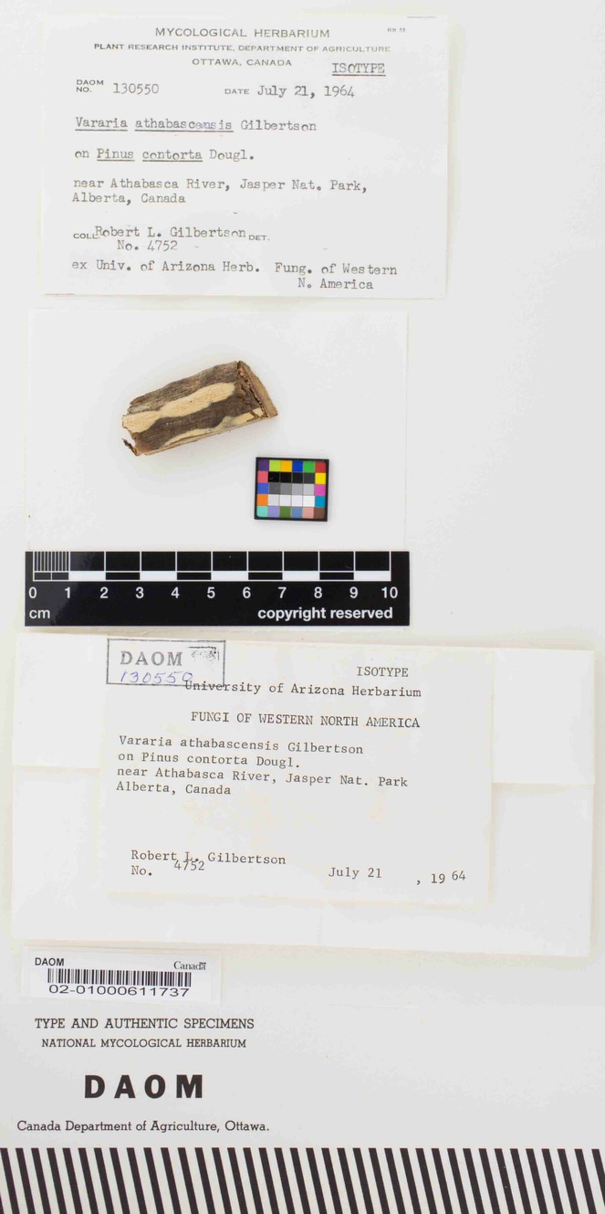 Vararia athabascensis image