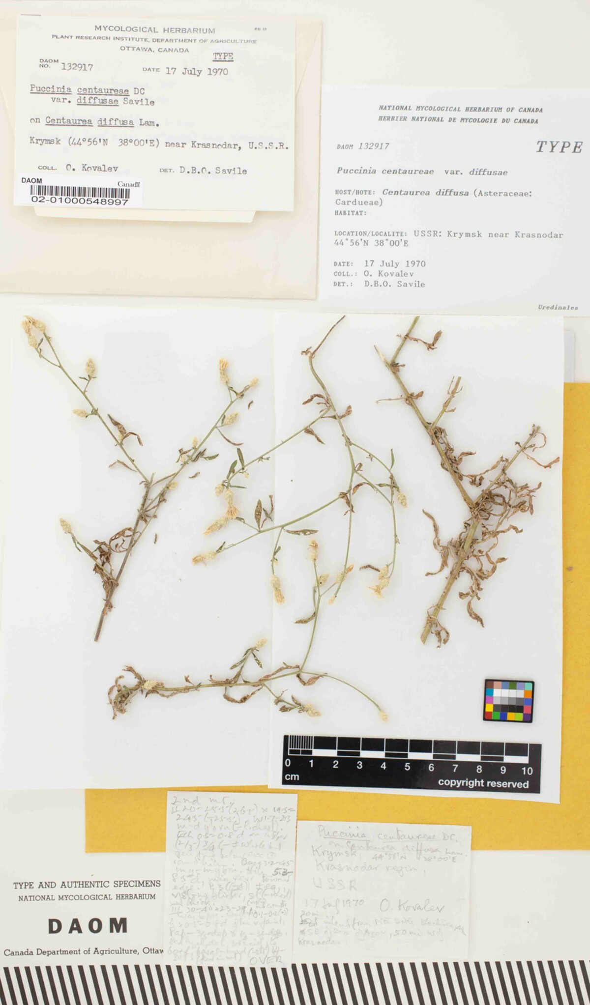 Puccinia centaureae var. diffusae image