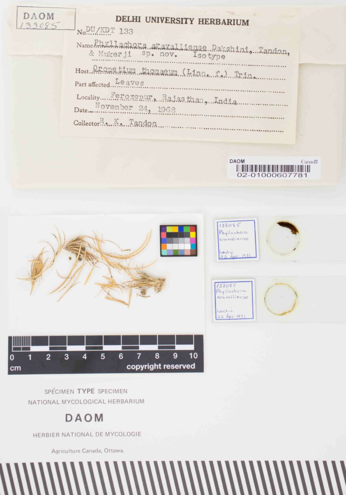 Phyllachora aravalliense image