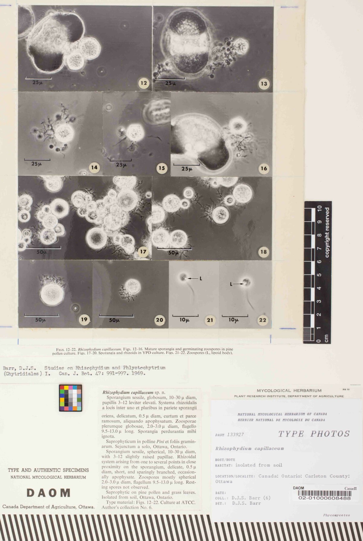 Rhizophydium capillaceum image