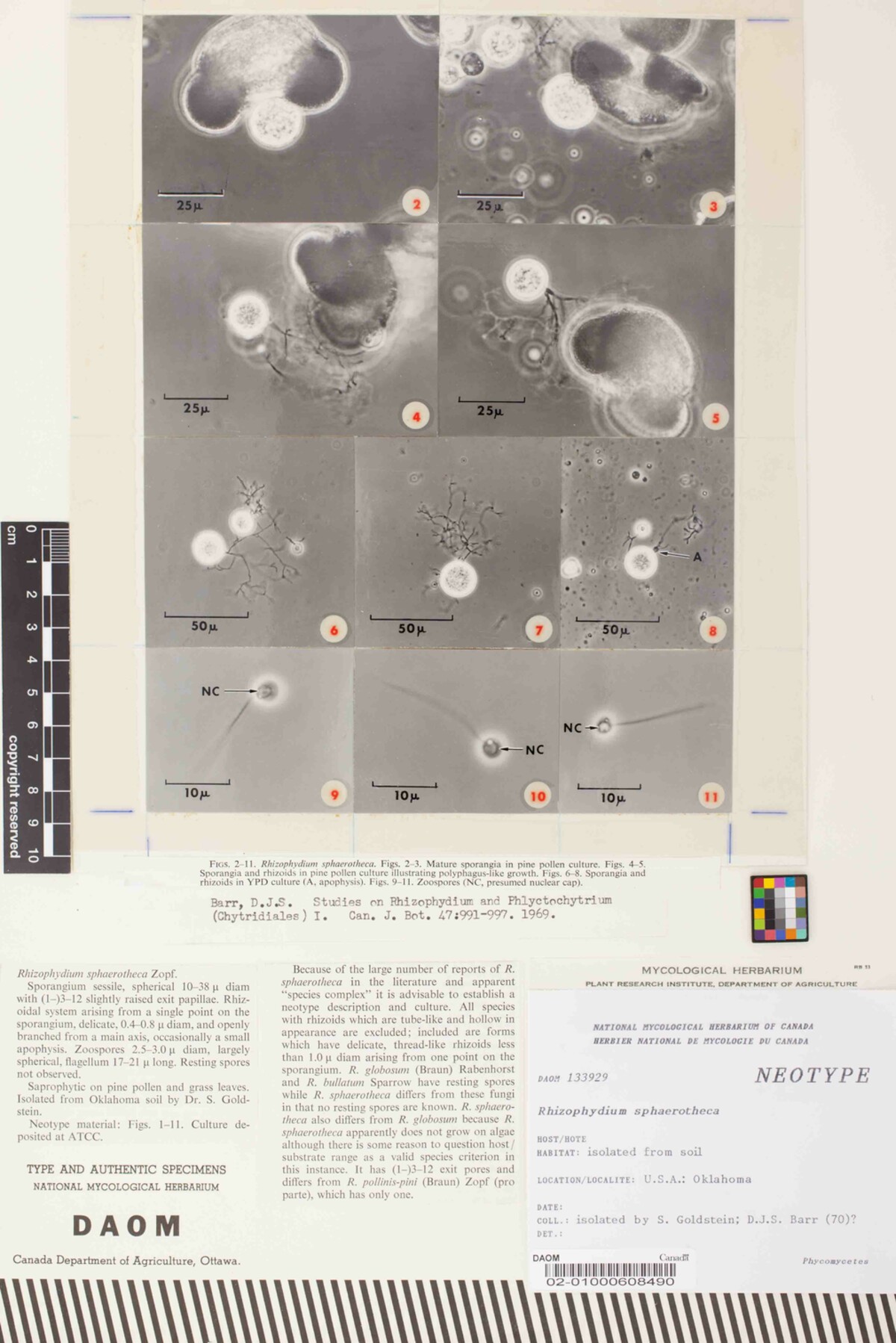Rhizophydium sphaerotheca image