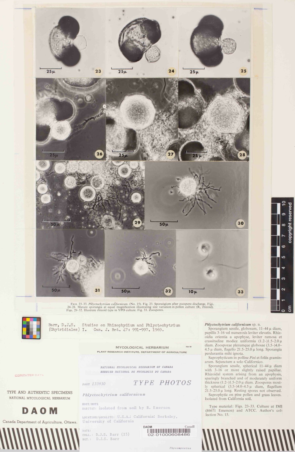 Phlyctochytrium californicum image