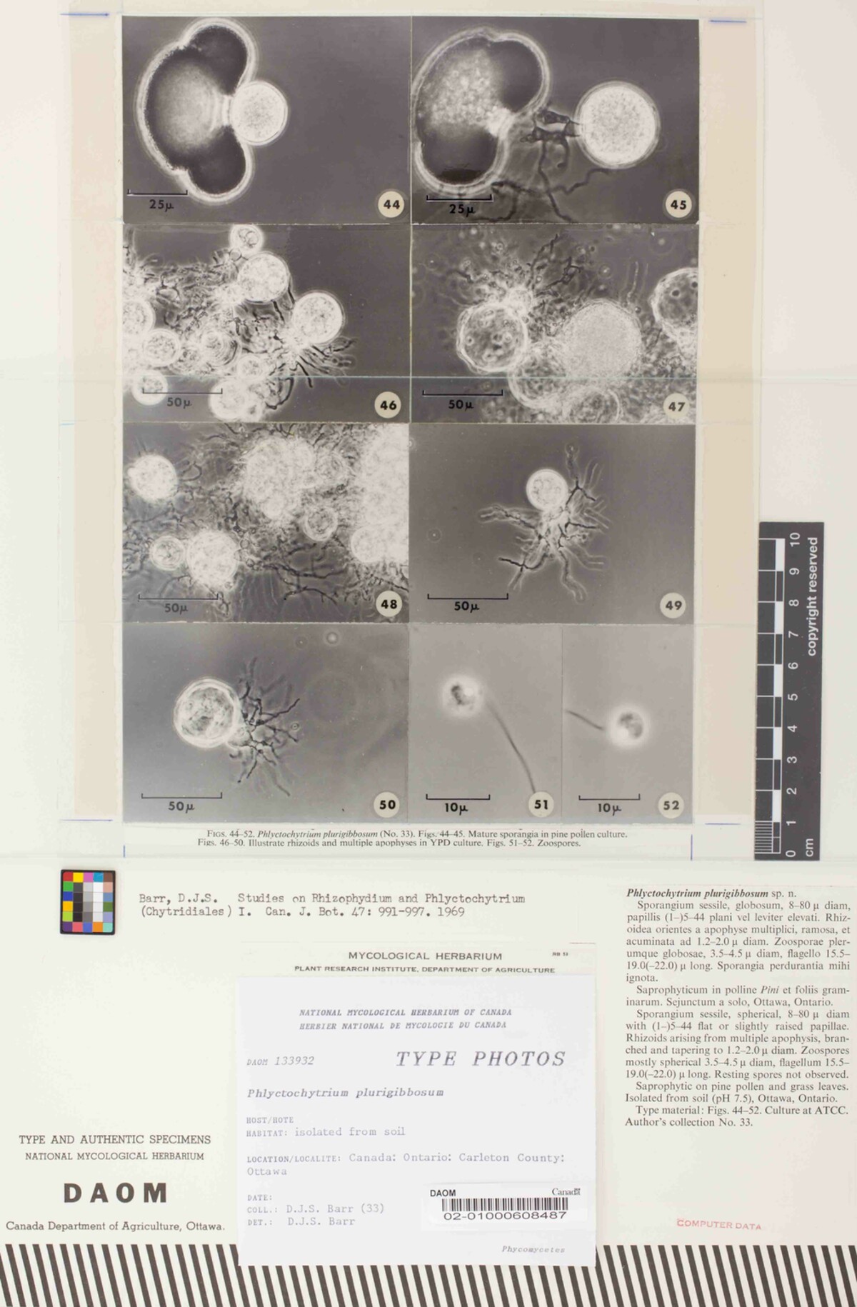 Phlyctochytrium image