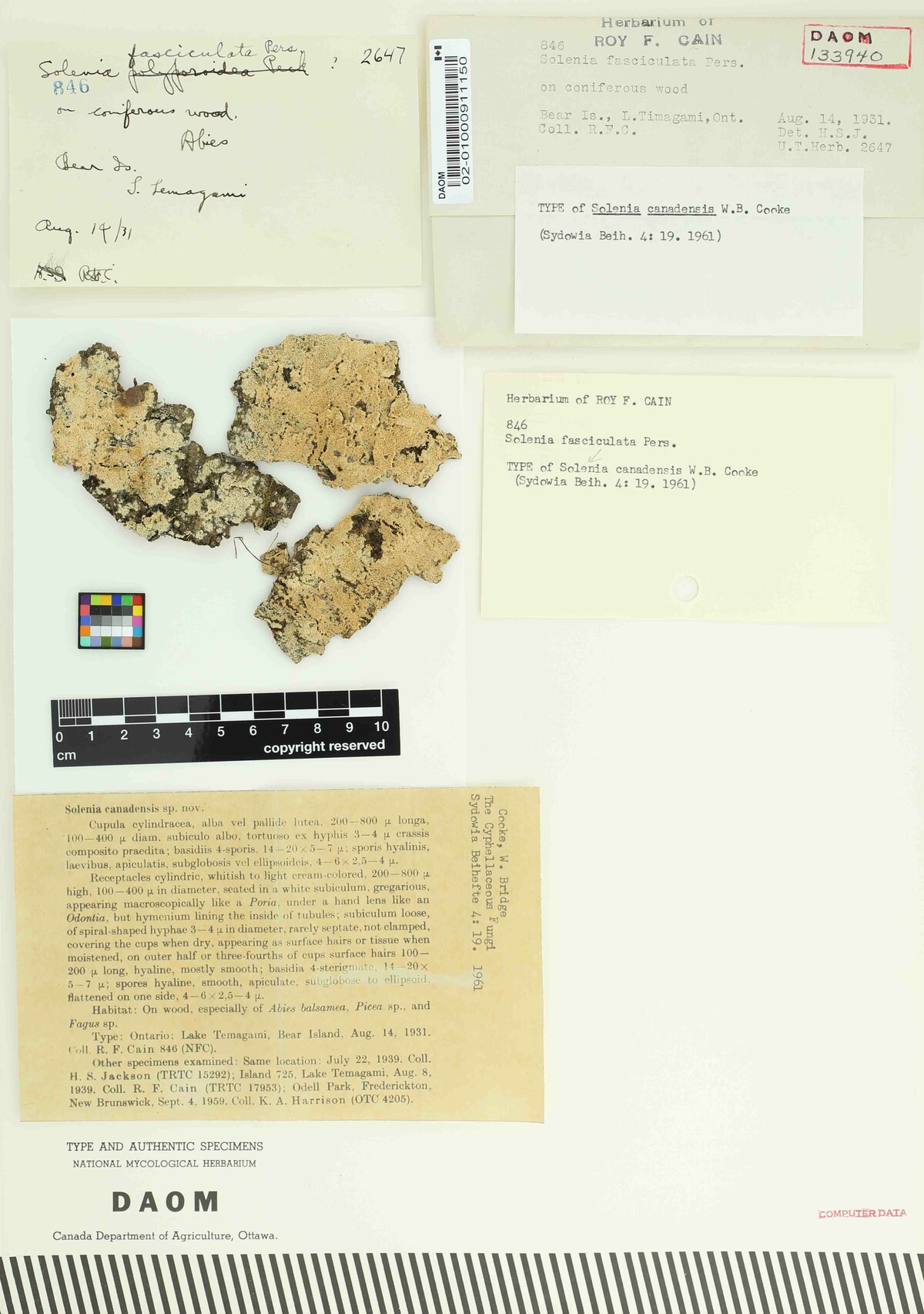 Solenia canadensis image