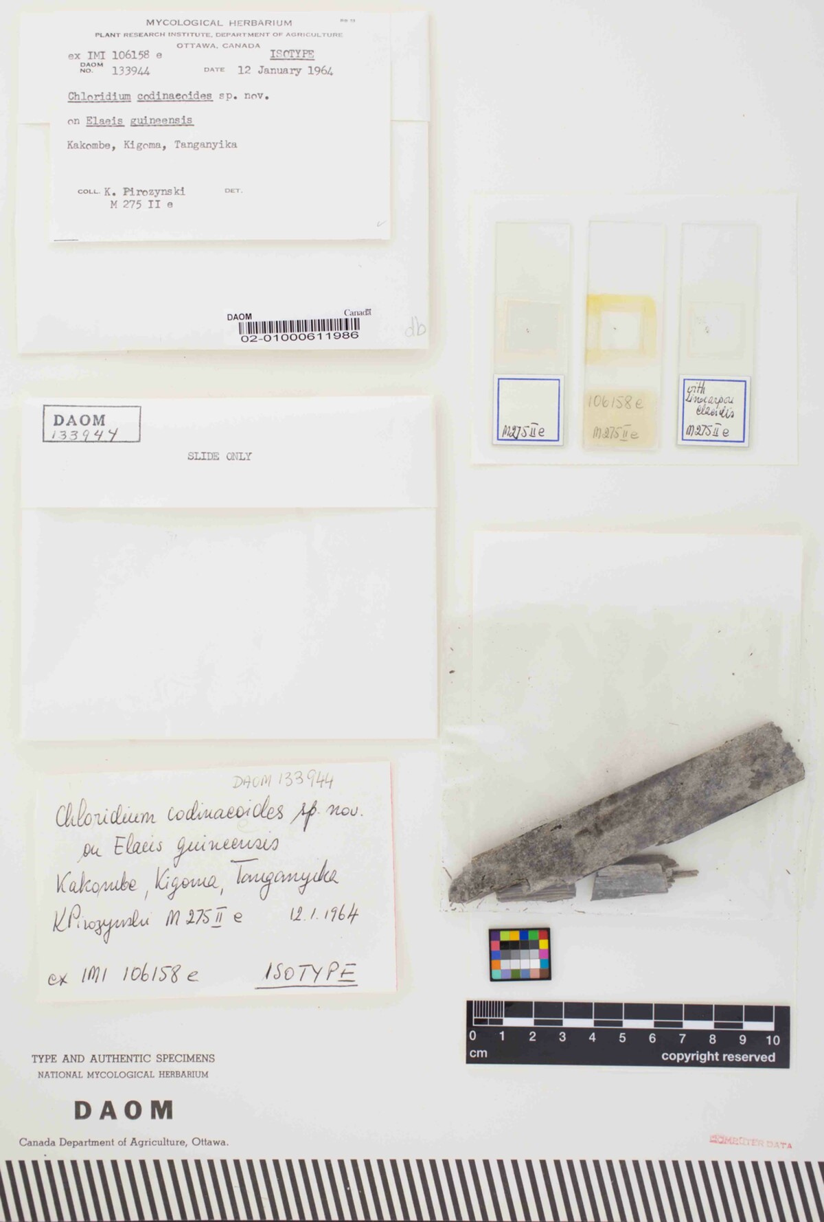 Chloridium codinaeoides image