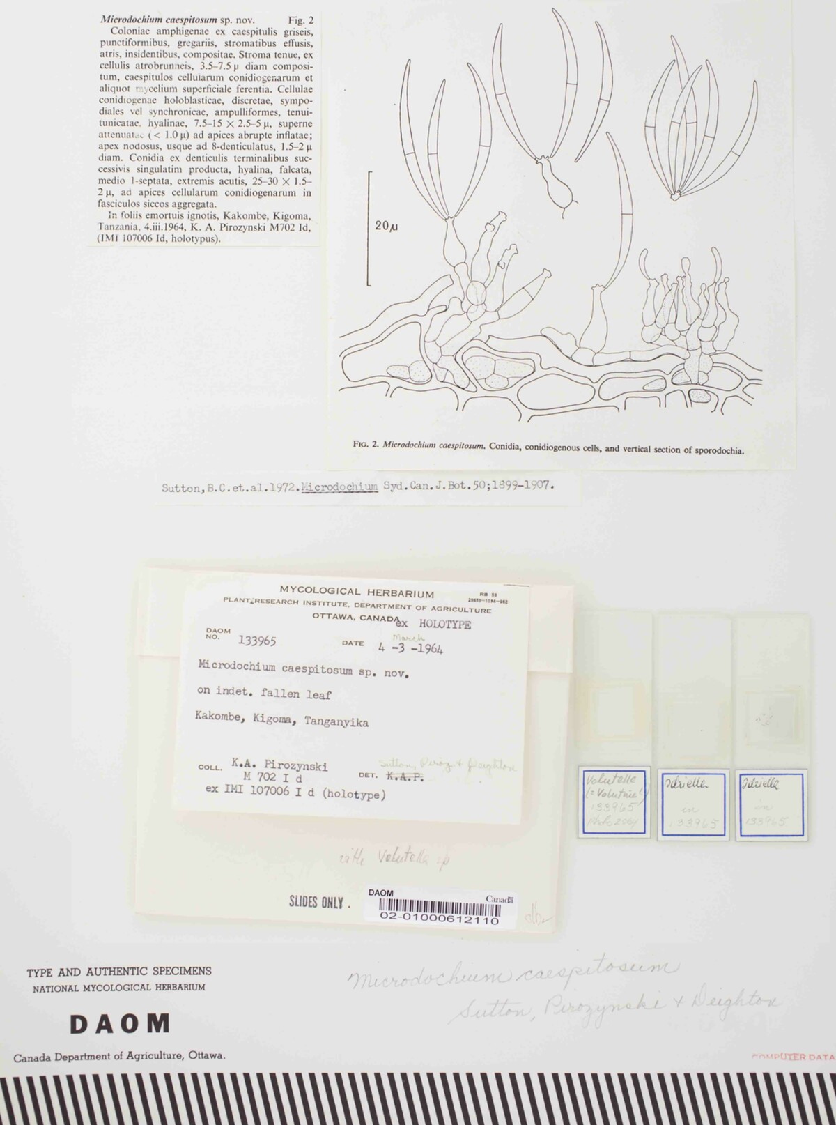 Microdochium caespitosum image