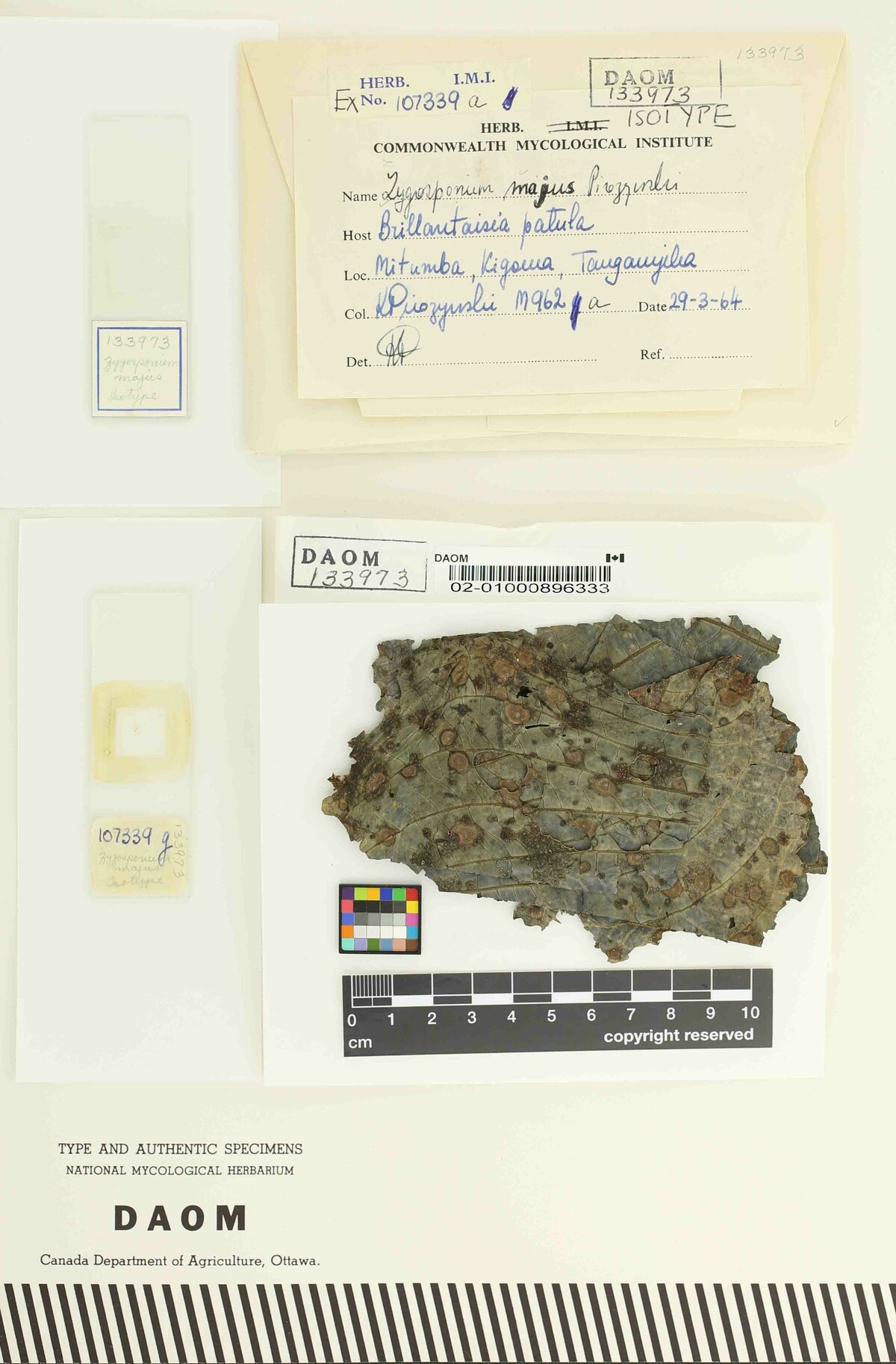 Zygosporium majus image