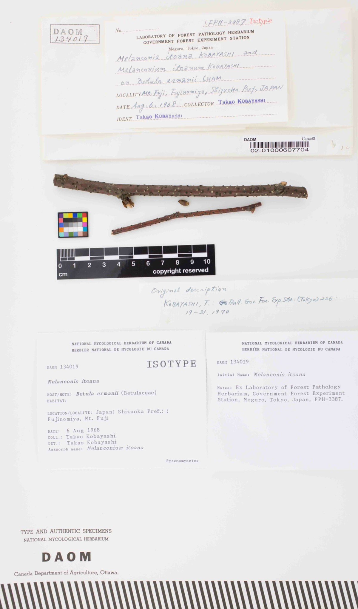 Melanconis itoana image