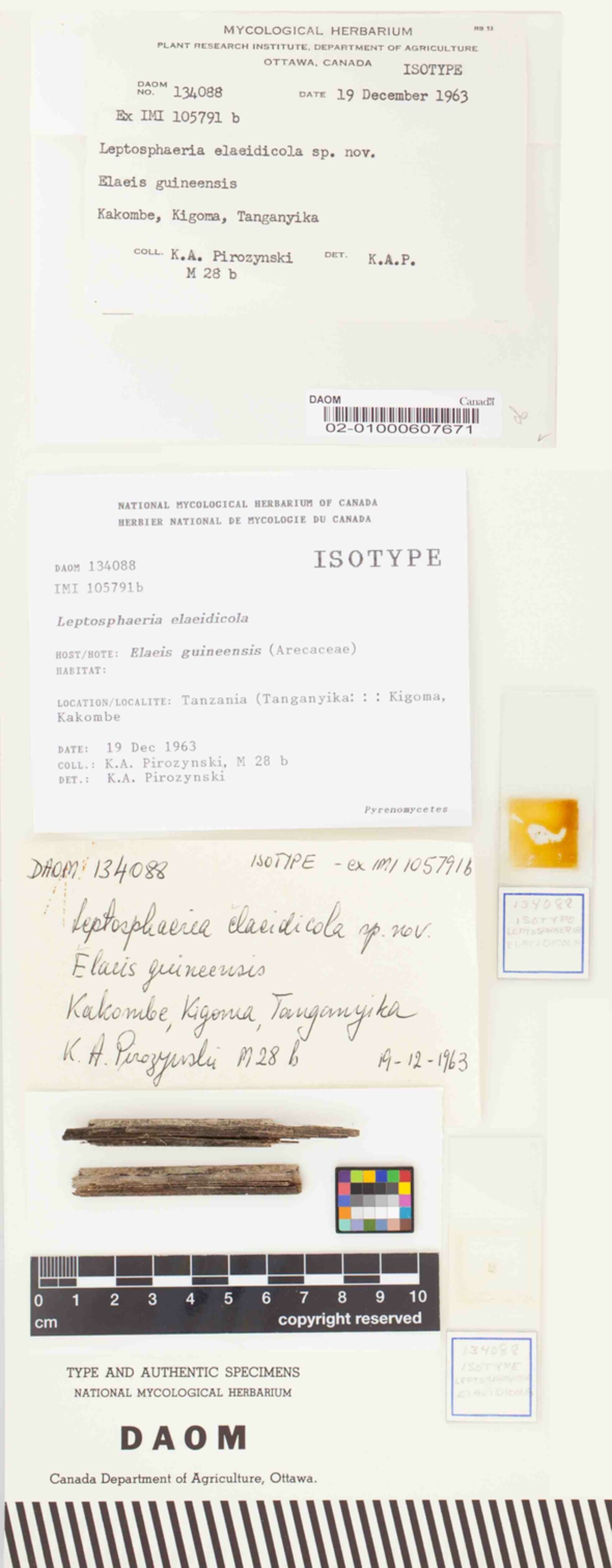 Leptosphaeria elaeidicola image