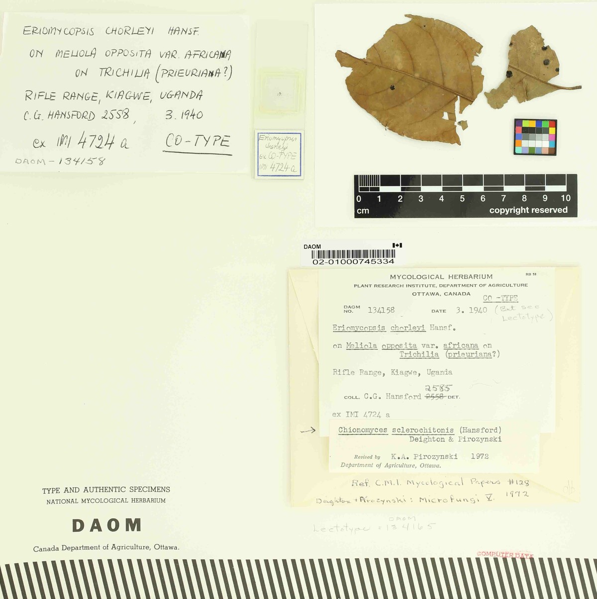 Chionomyces sclerochitonis image