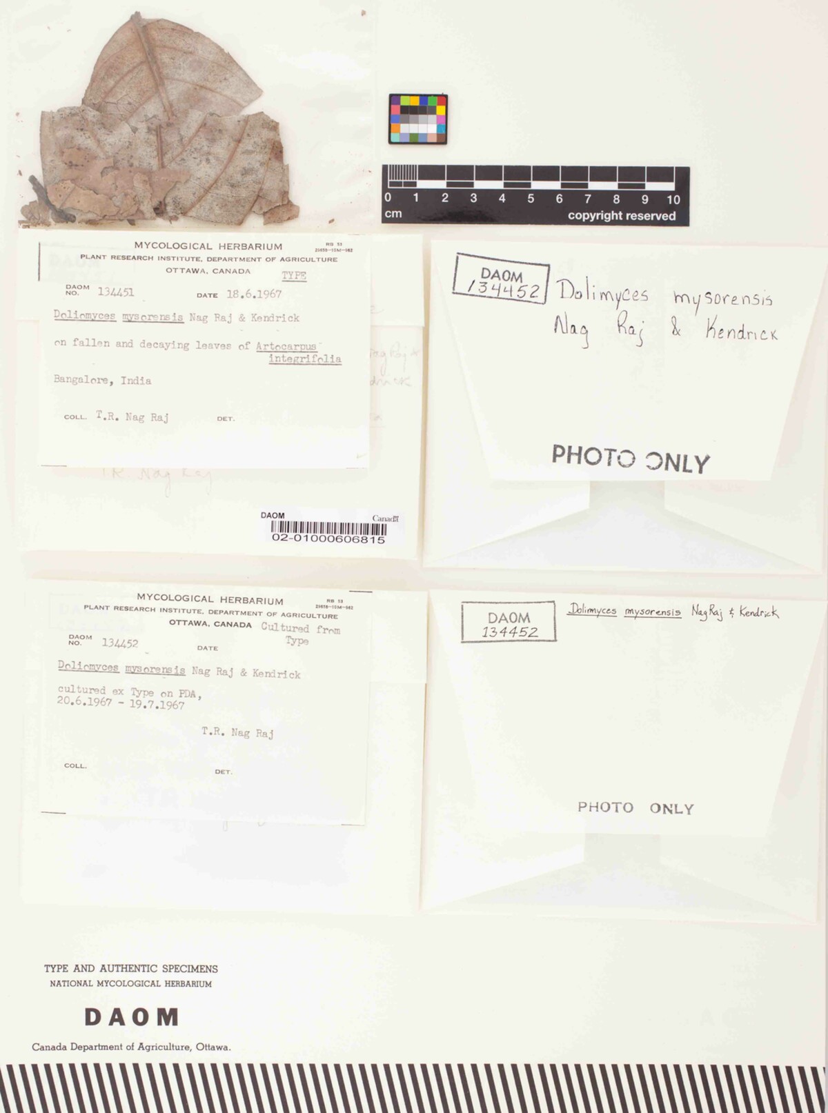 Doliomyces mysorensis image