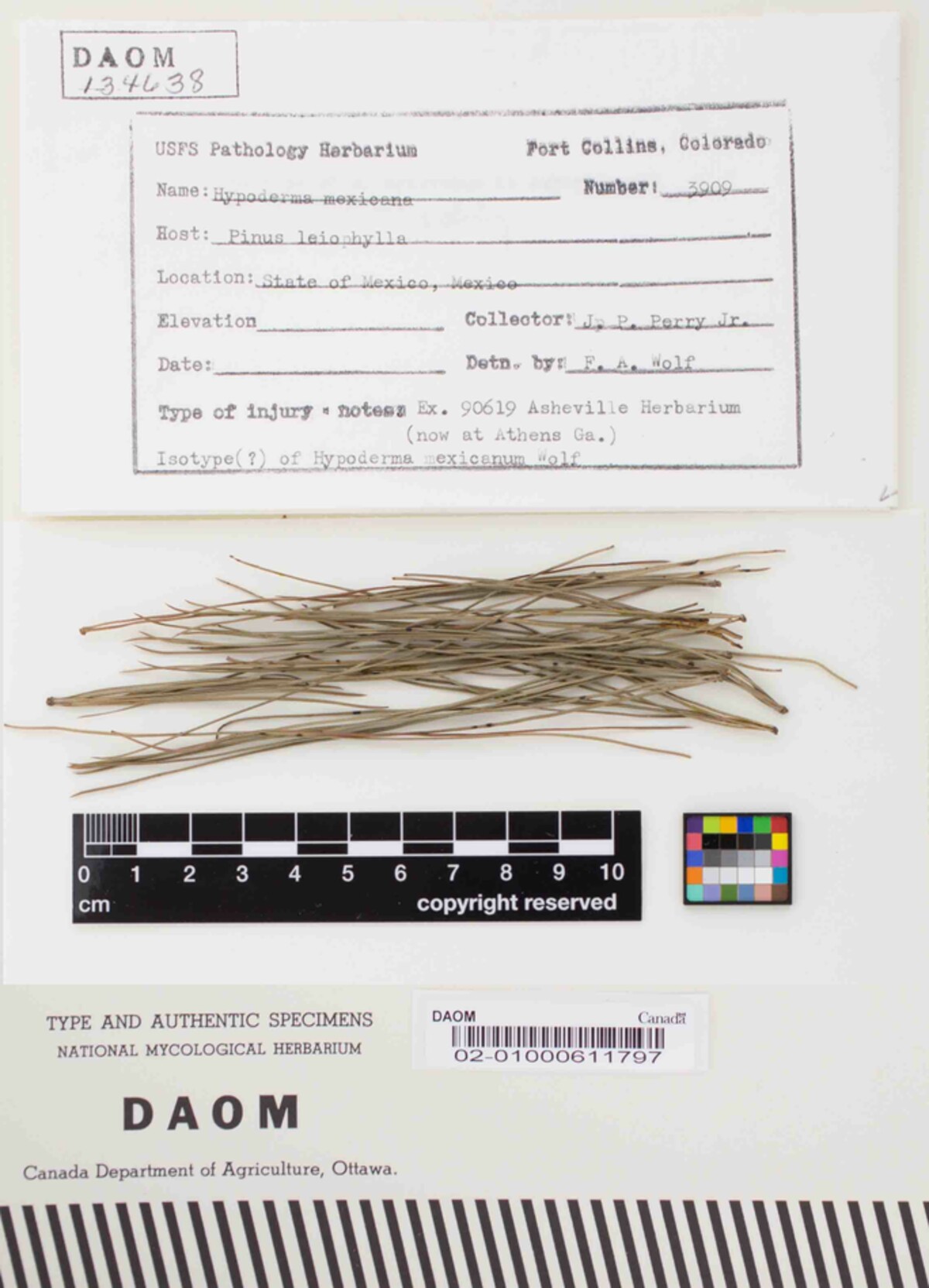 Hypoderma mexicanum image