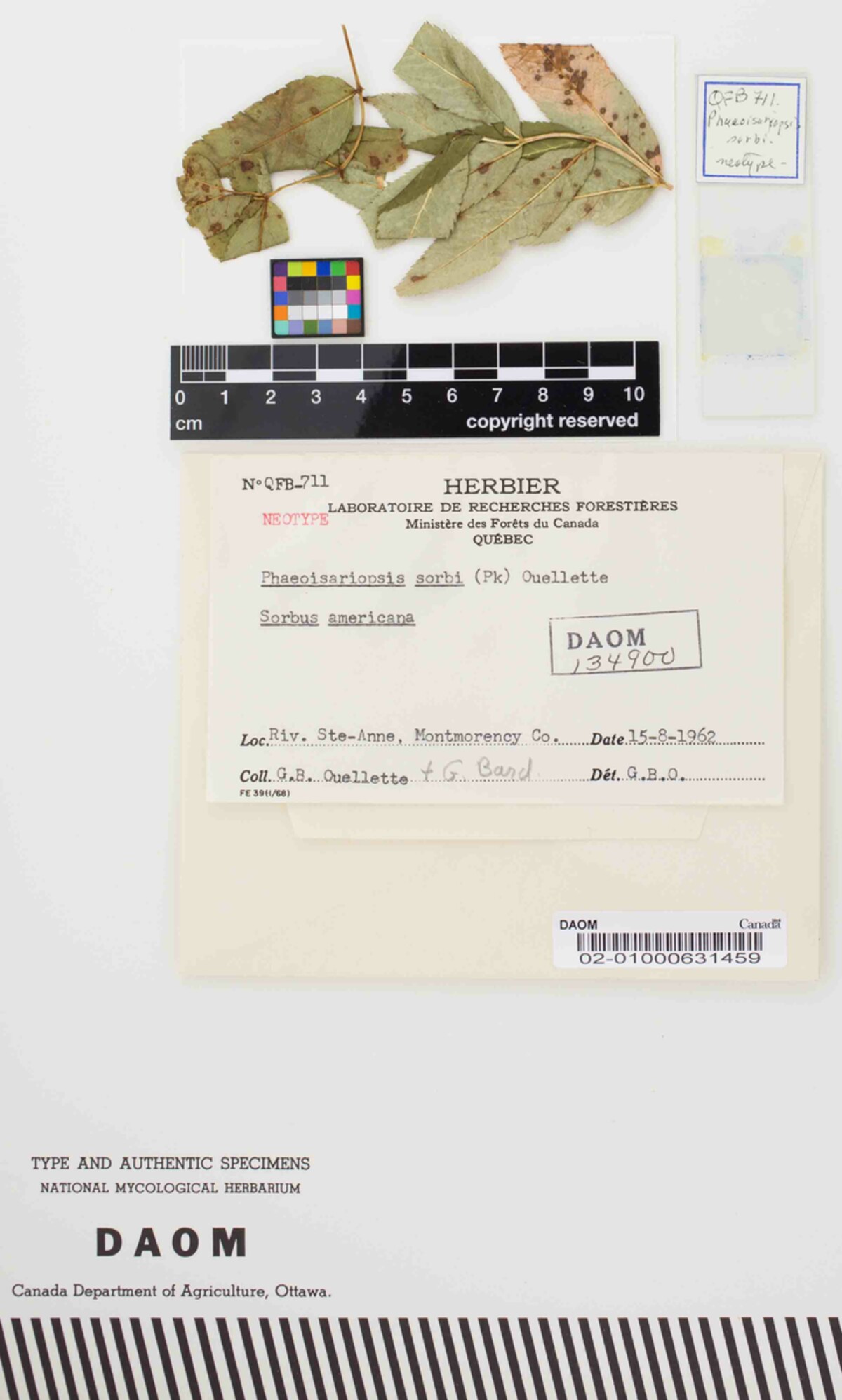 Phaeoisariopsis sorbi image