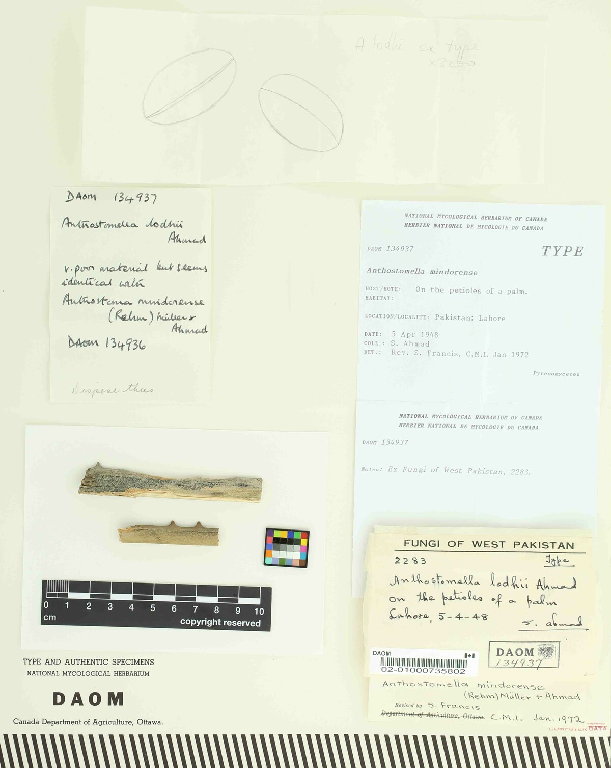 Anthostomella mindorensis image