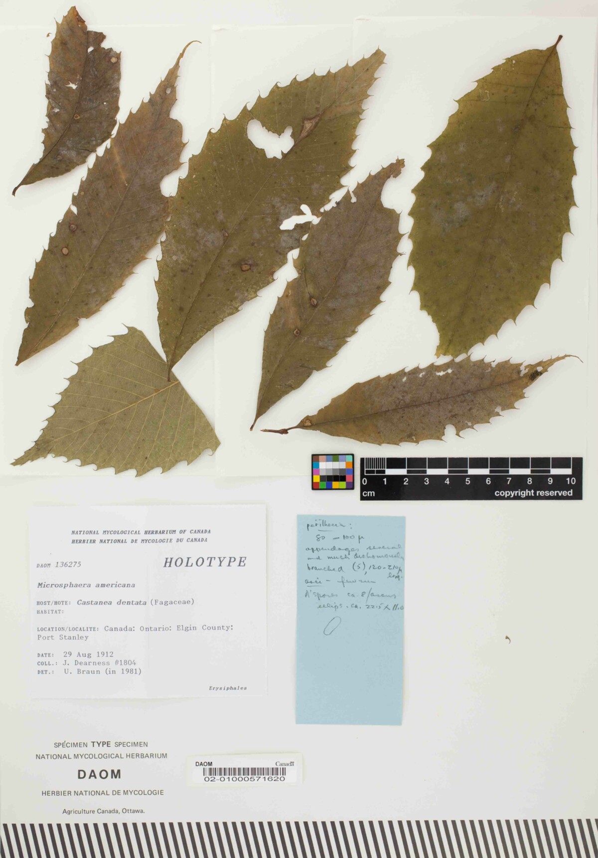 Microsphaera americana image