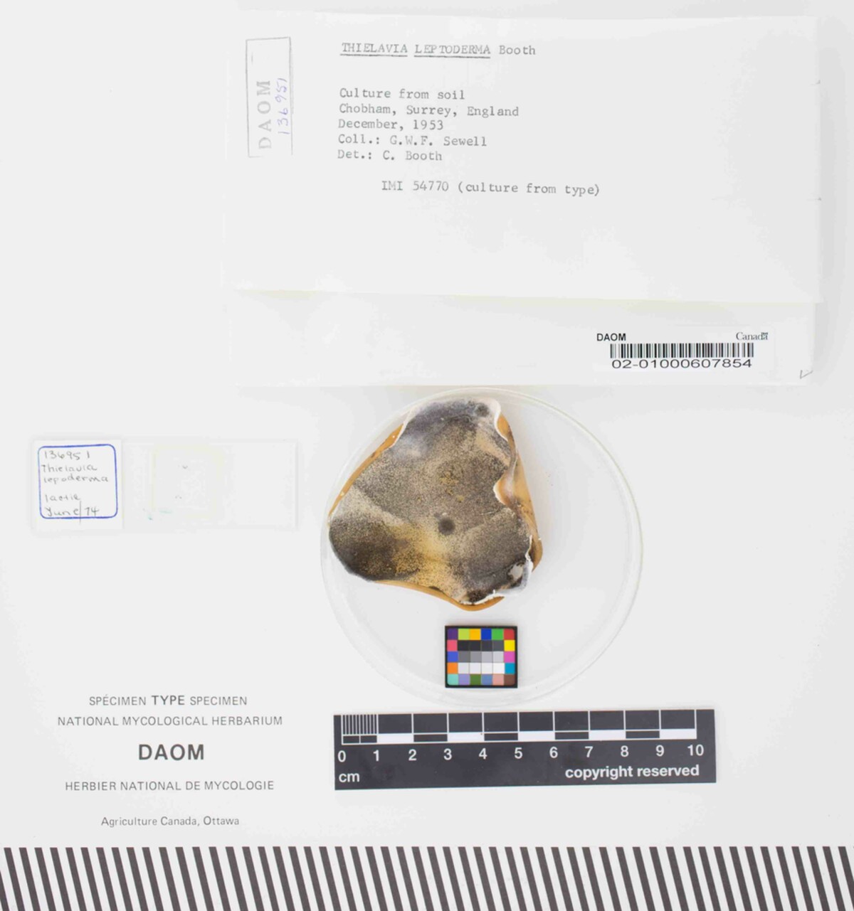 Chaetomidium leptoderma image