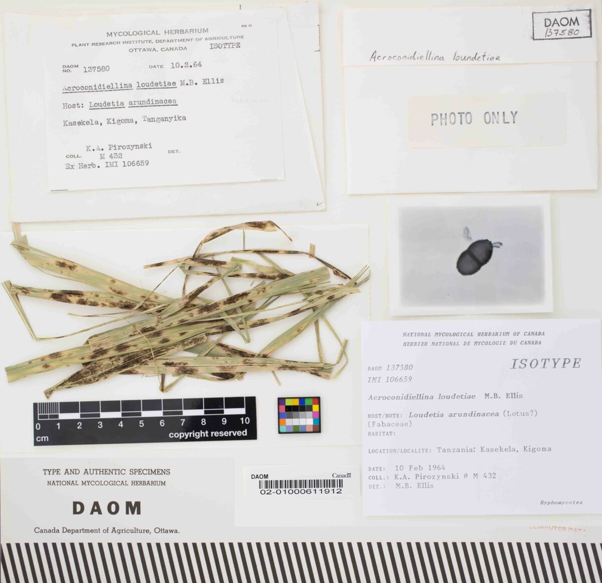 Acroconidiellina loudetiae image