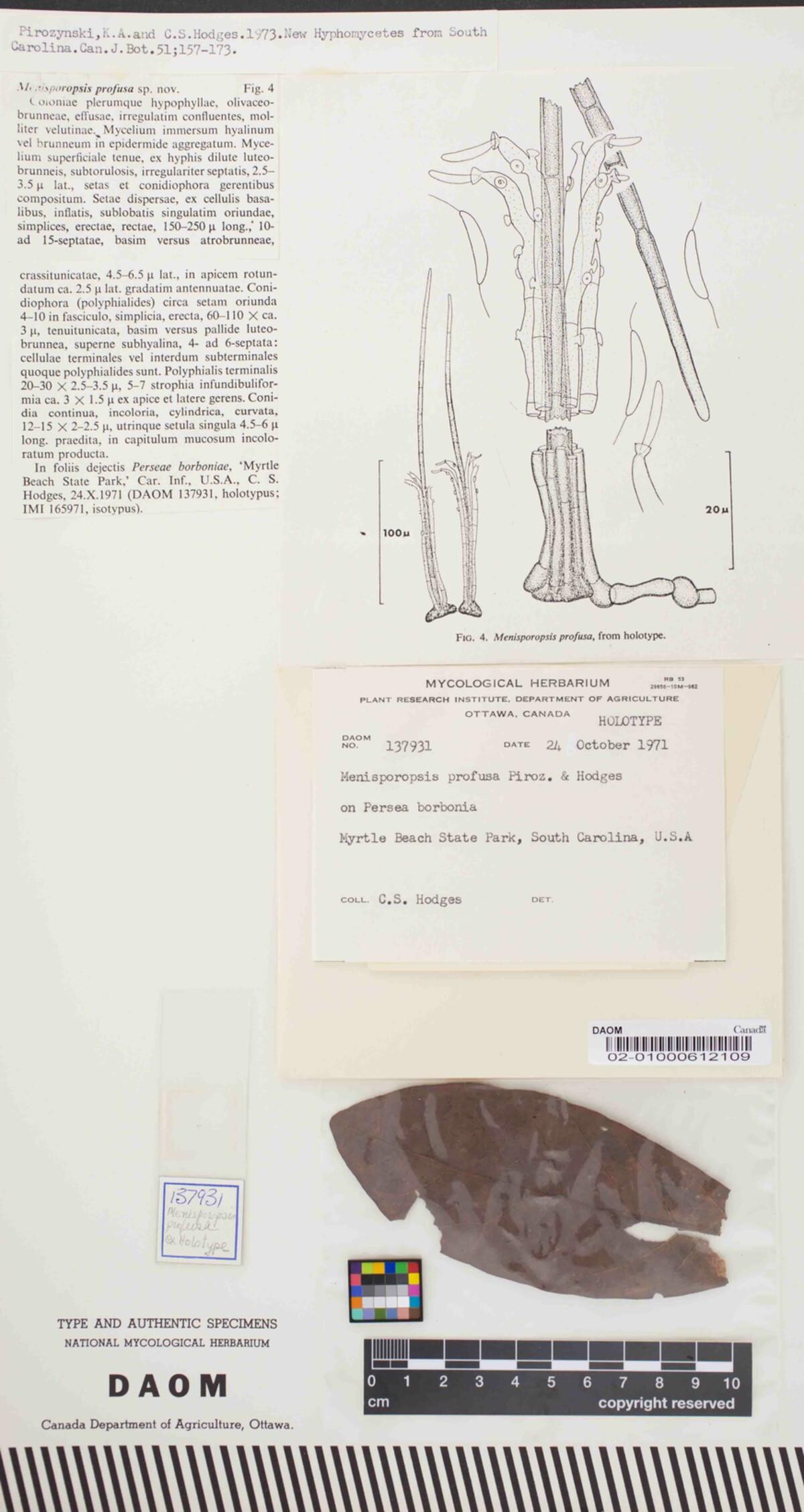 Menisporopsis profusa image