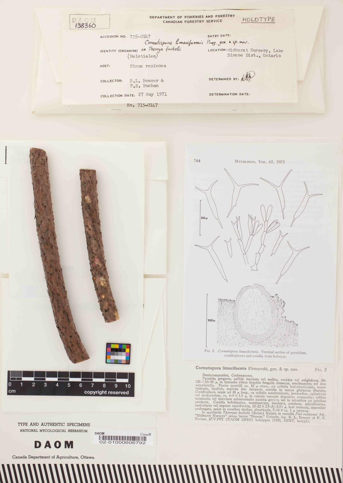 Cornutispora limaciformis image