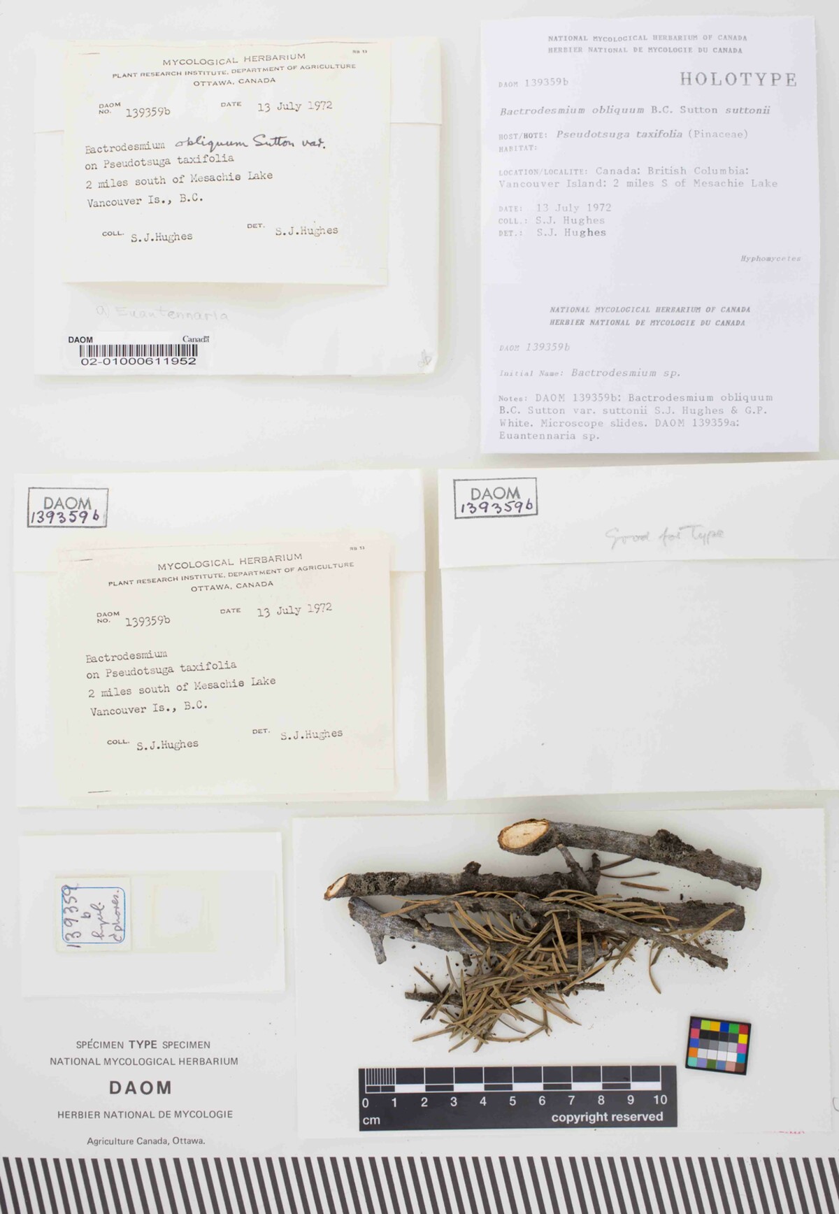 Bactrodesmium obliquum var. suttonii image