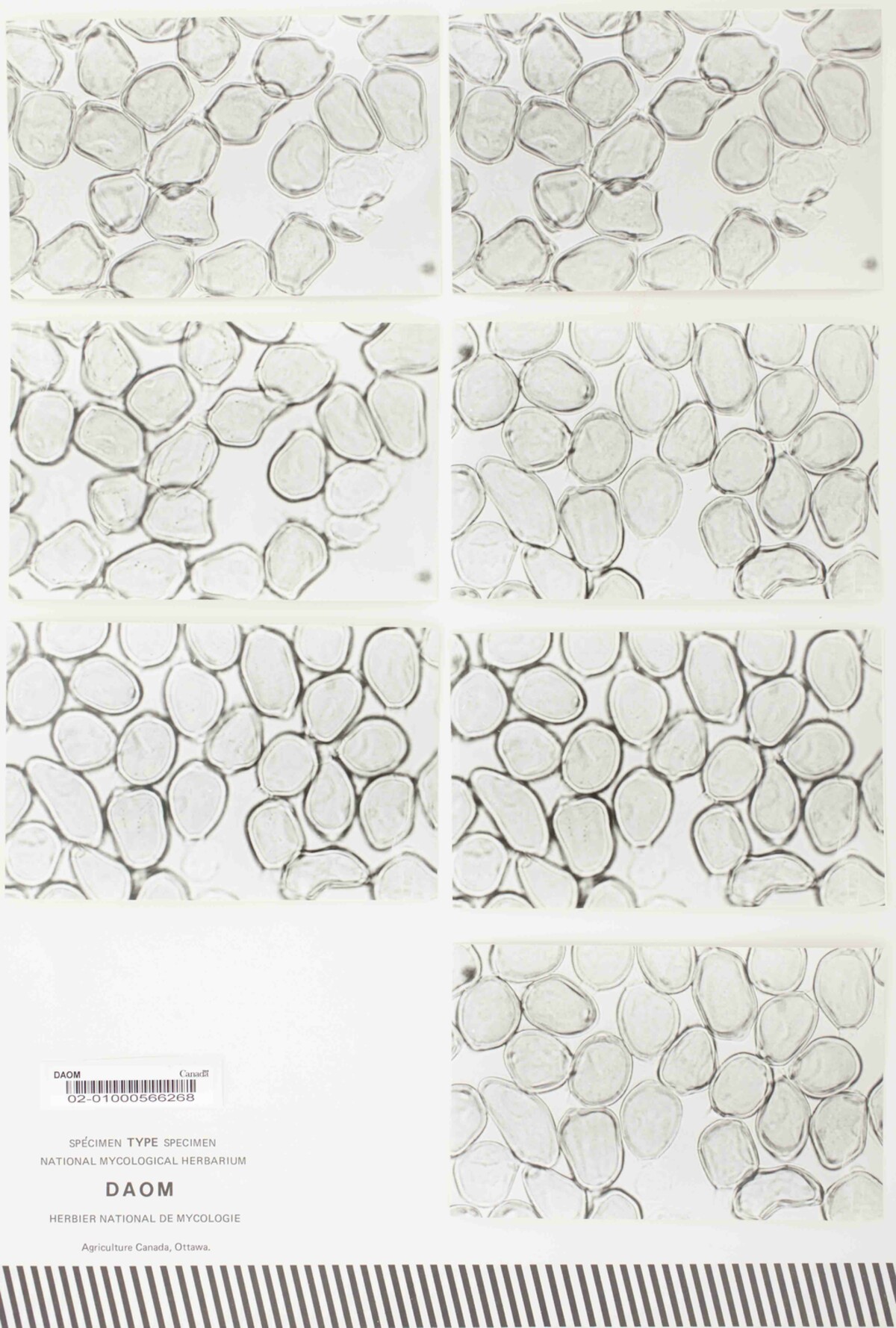 Uromyces lapponicus var. oxytropis image