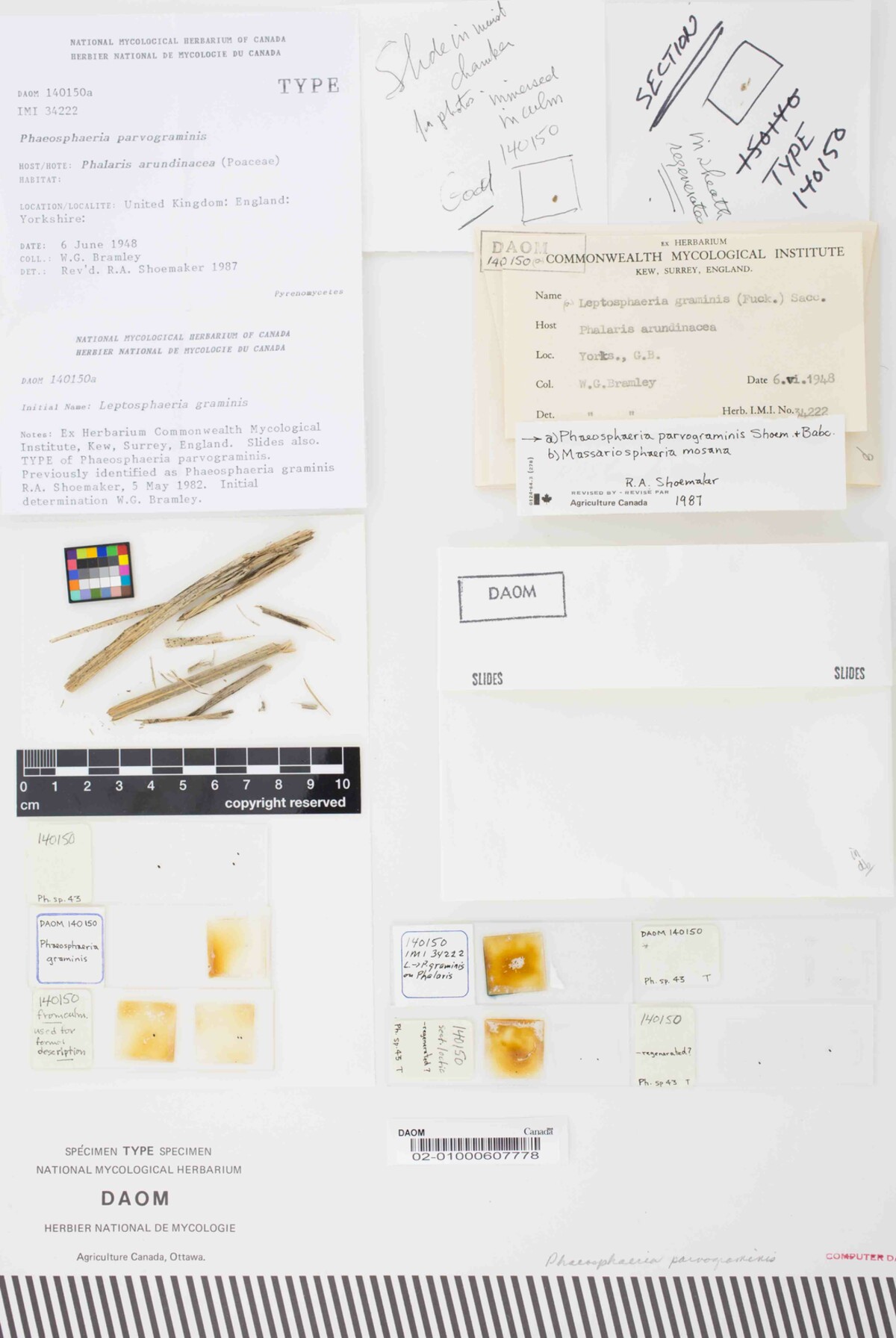 Phaeosphaeria parvograminis image
