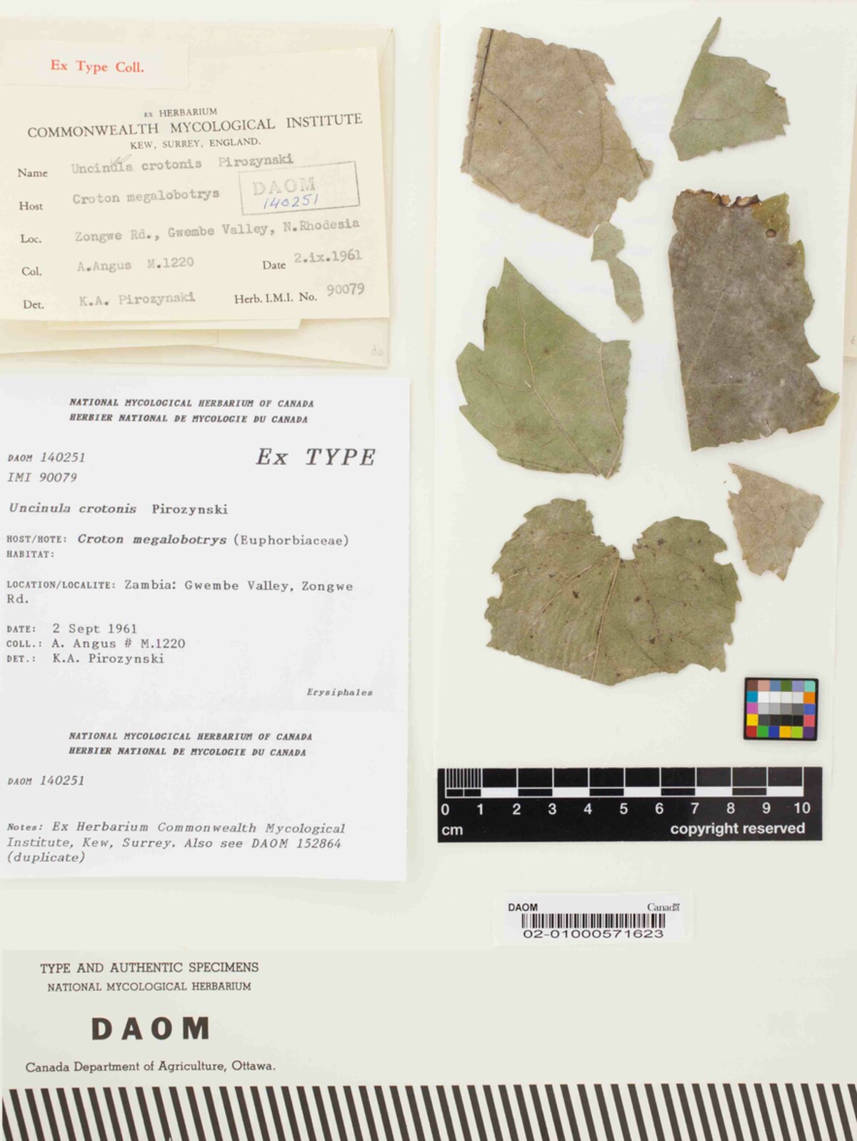 Uncinula crotonis image