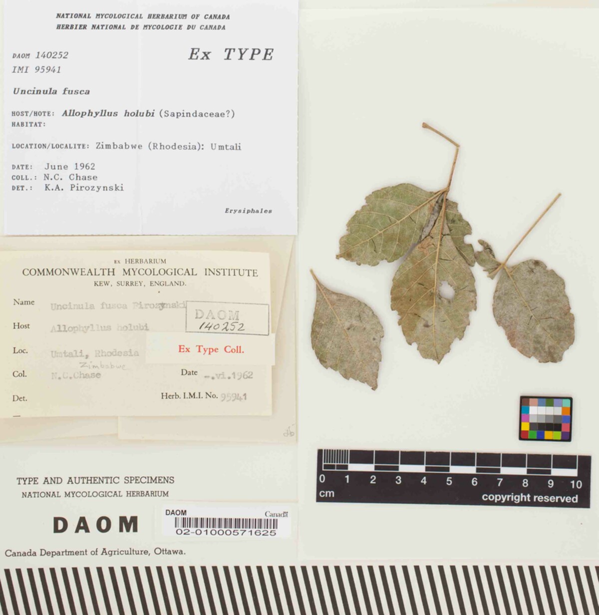 Uncinula fusca image