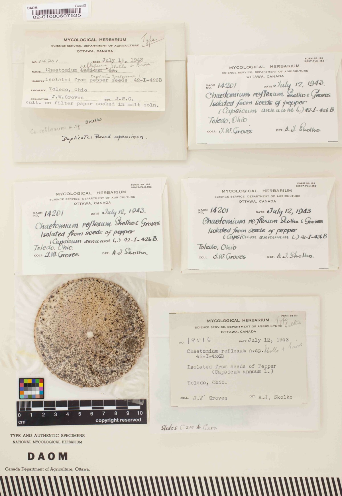 Chaetomium reflexum image