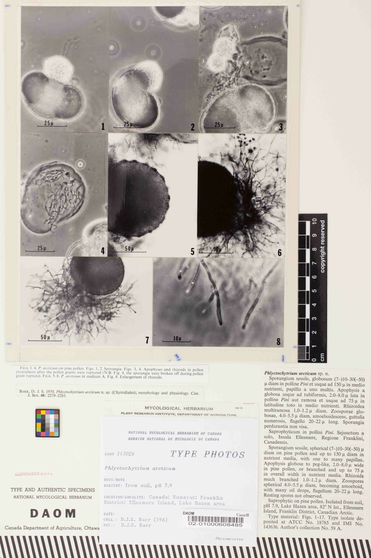 Phlyctochytrium arcticum image