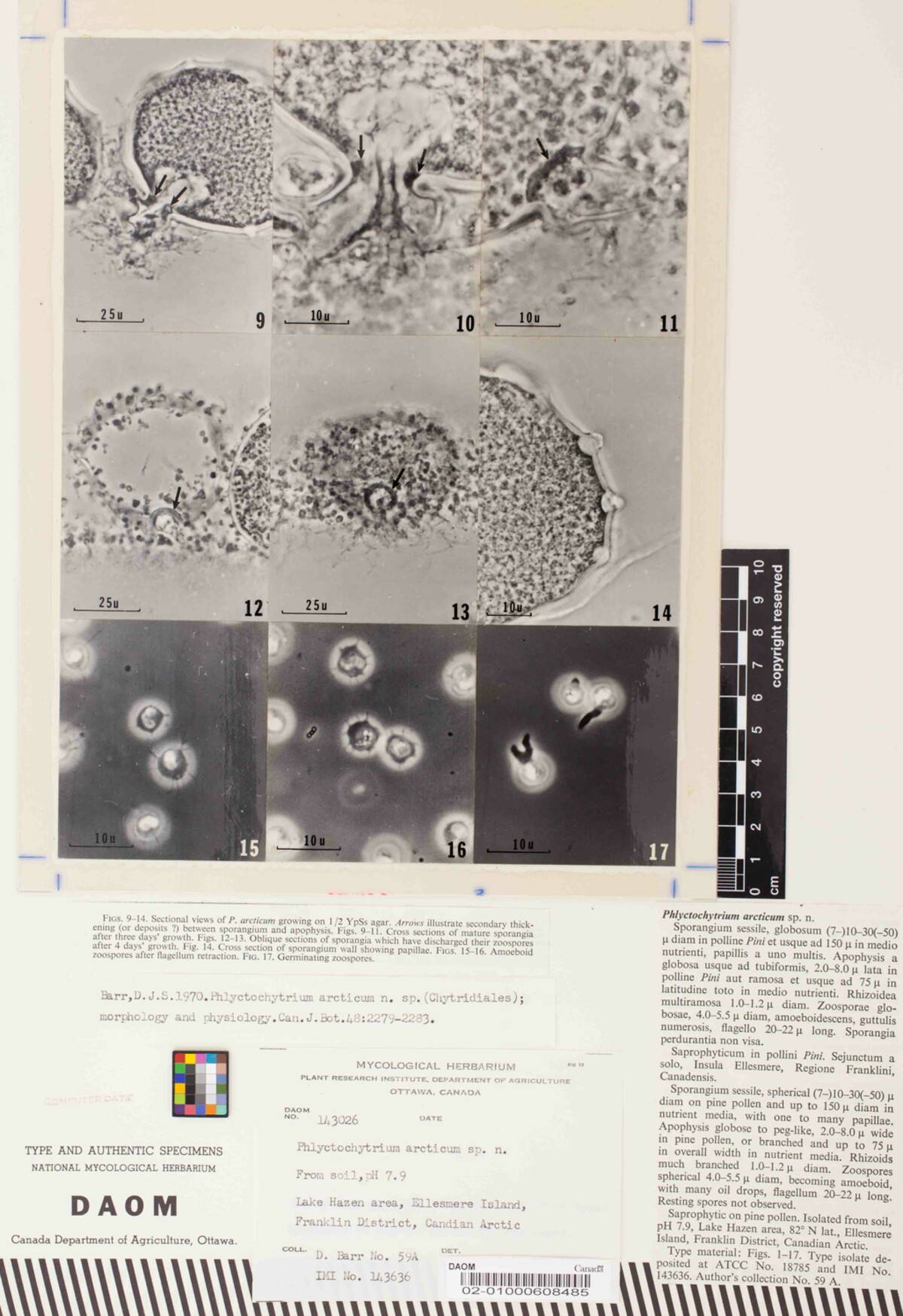 Phlyctochytrium arcticum image