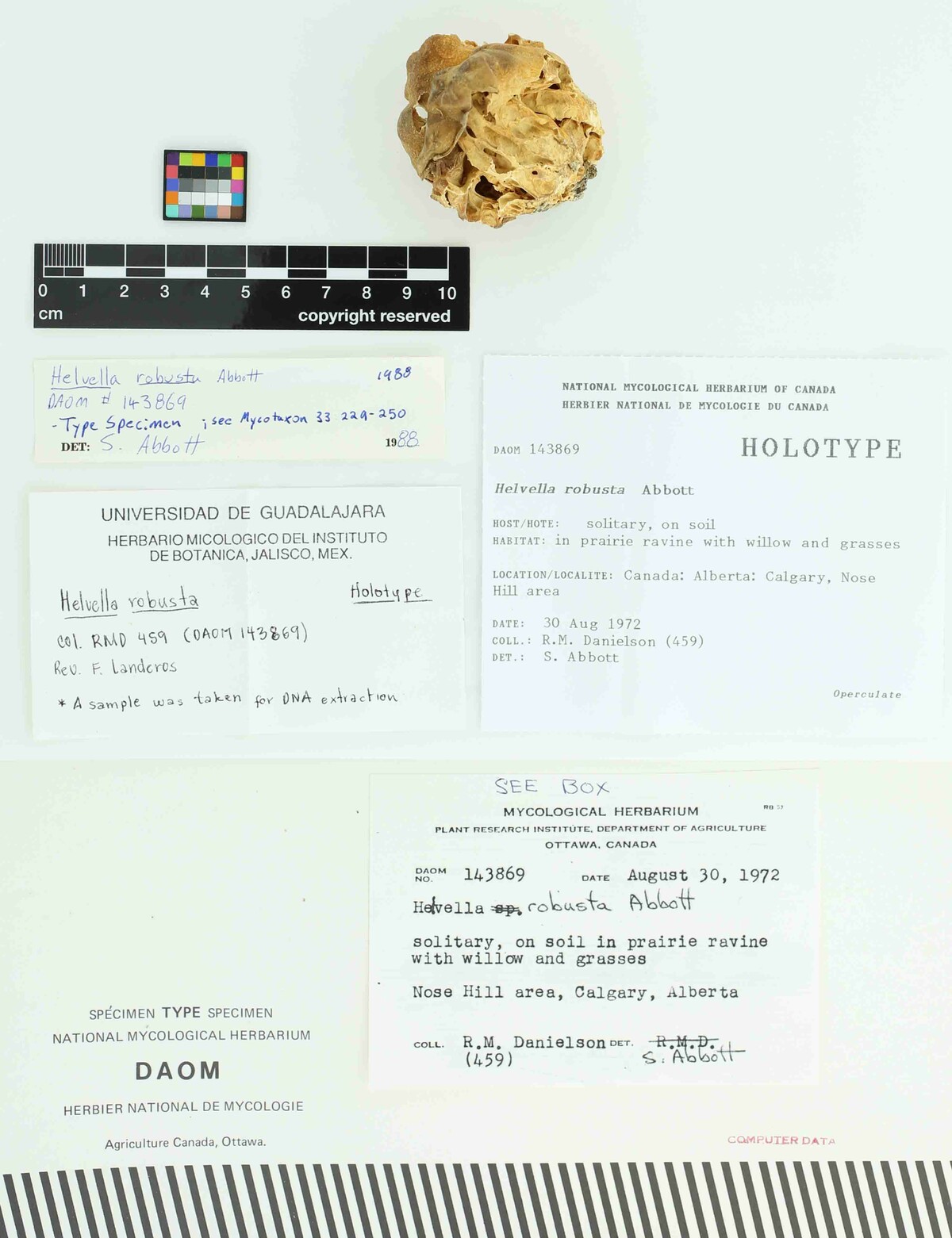 Helvella robusta image