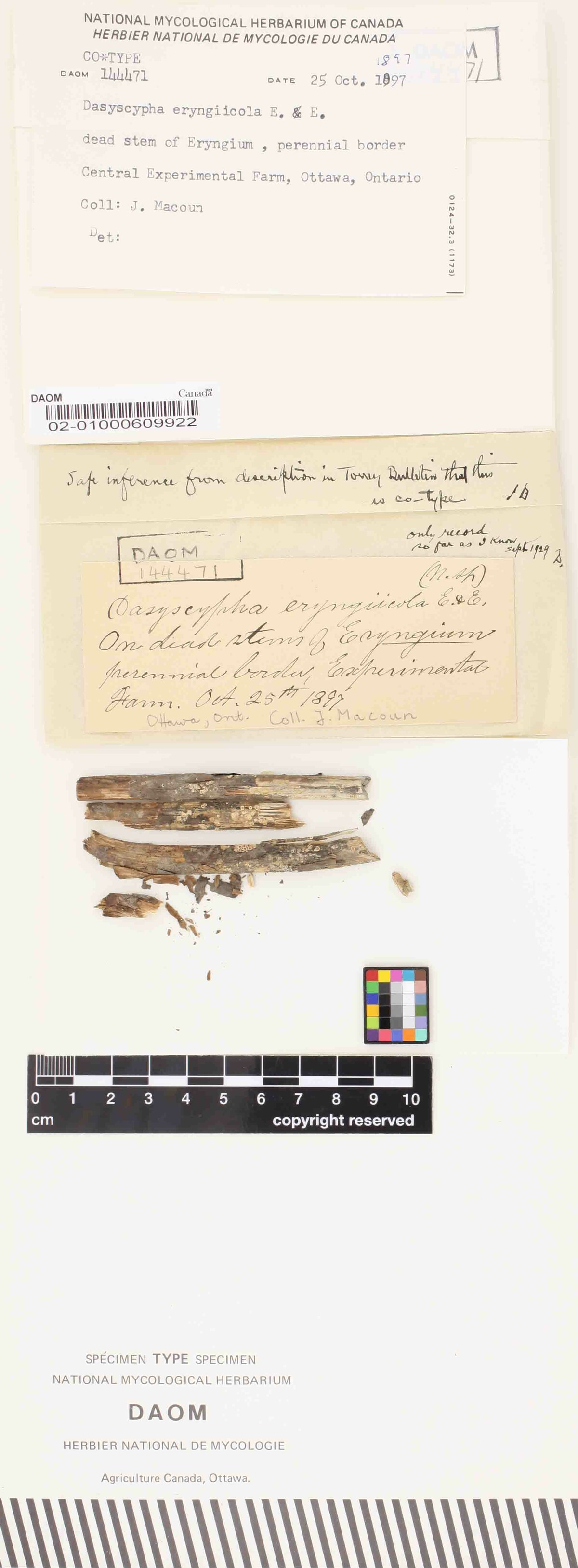 Dasyscypha eryngiicola image