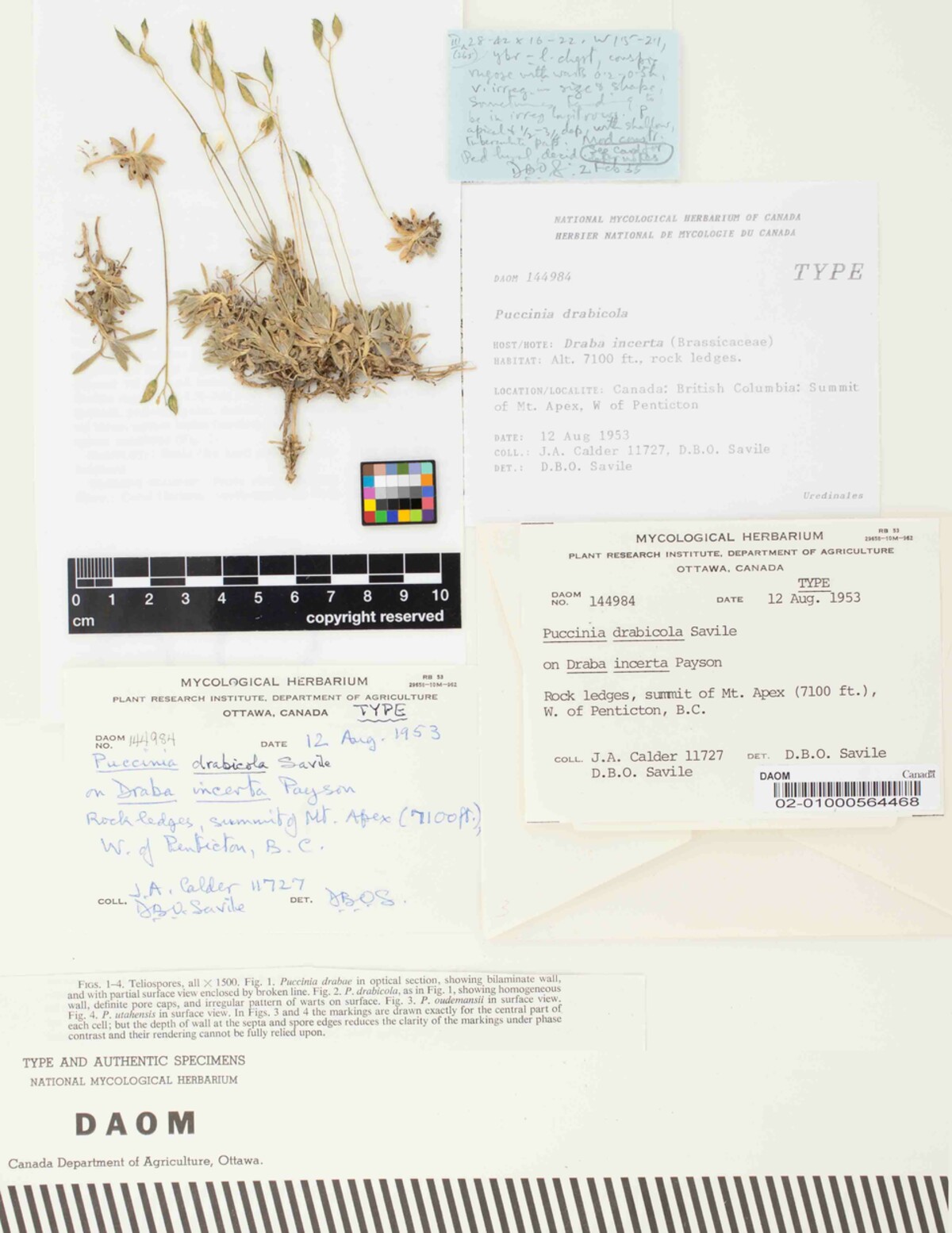 Puccinia drabicola image