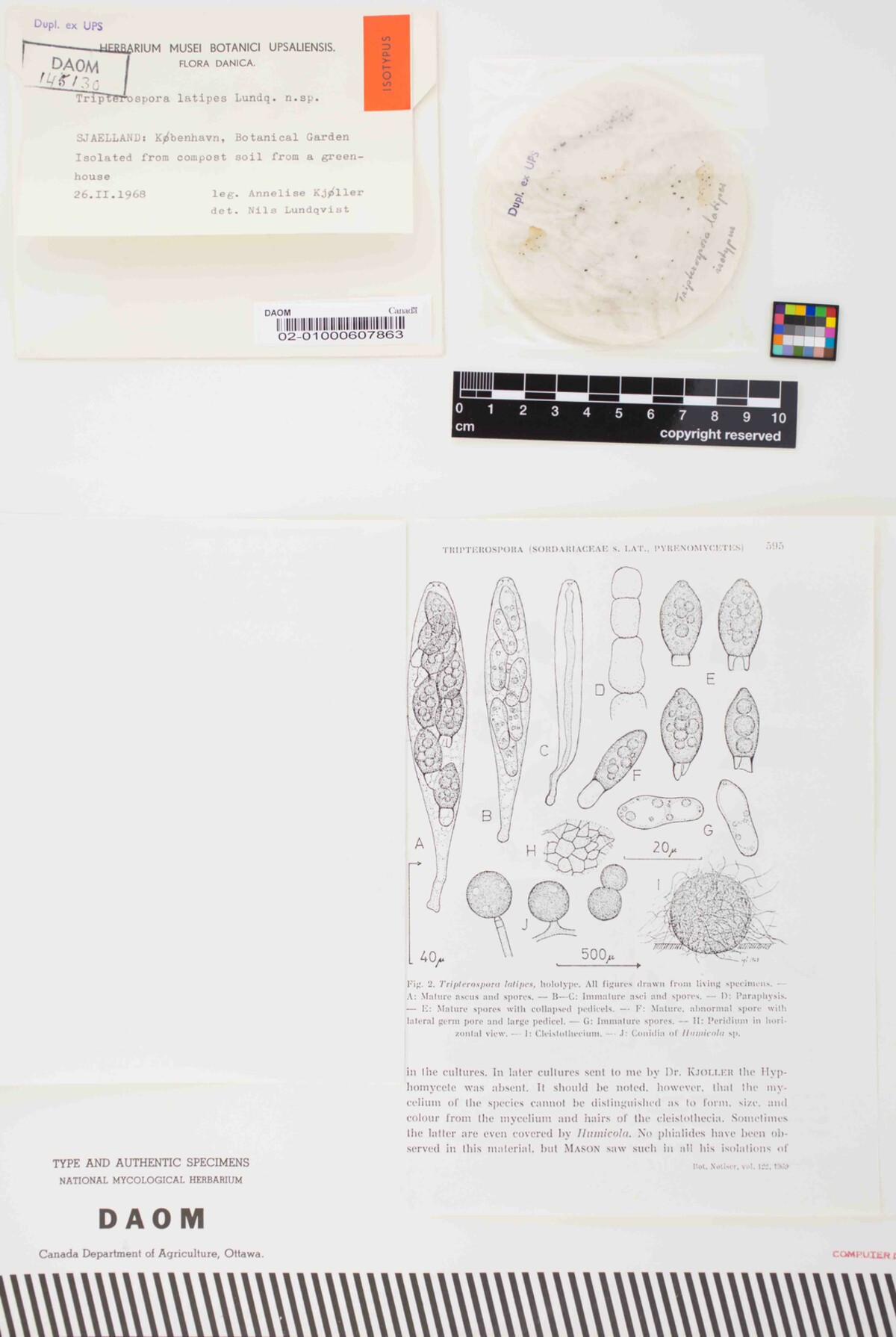 Tripterospora latipes image