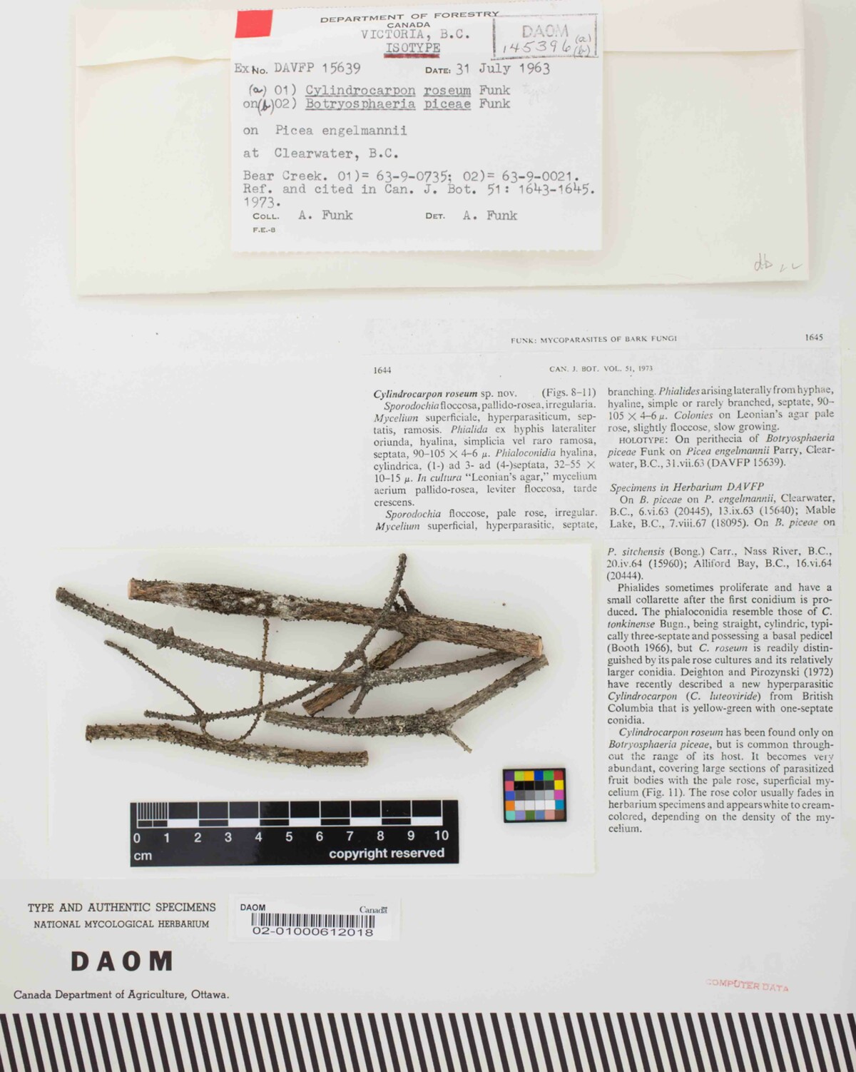 Cylindrocarpon roseum image