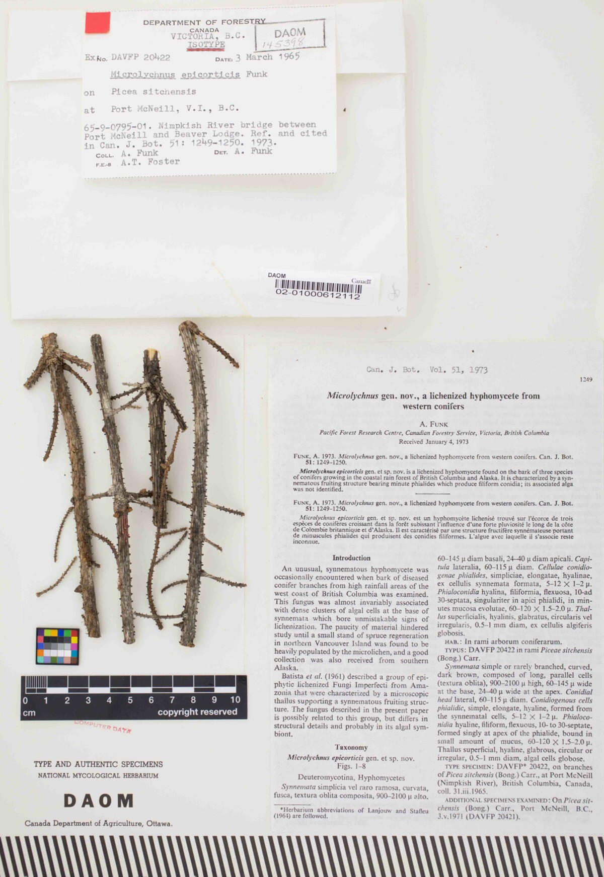 Microlychnus epicorticis image