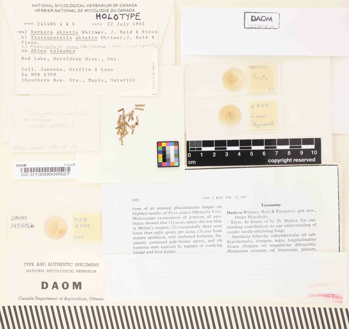 Darkera abietis image