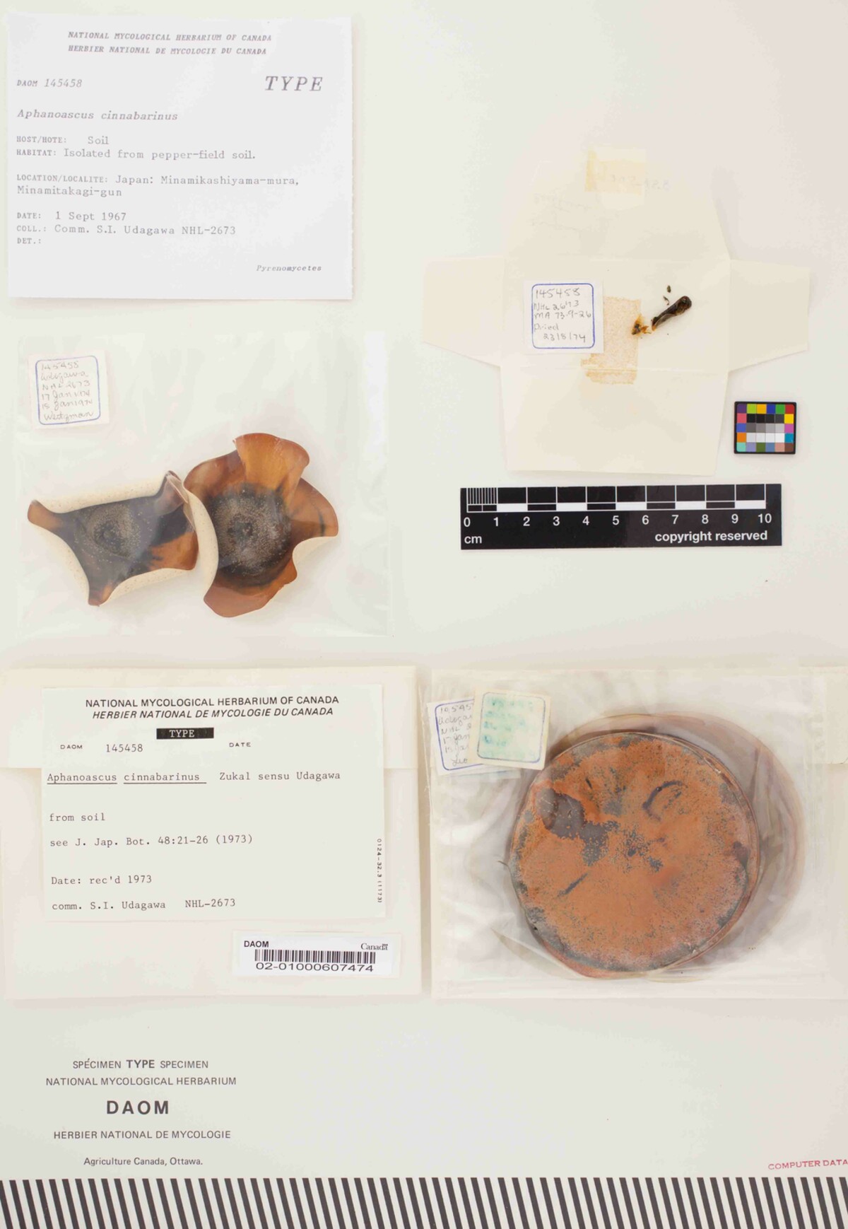 Aphanoascus cinnabarinus image