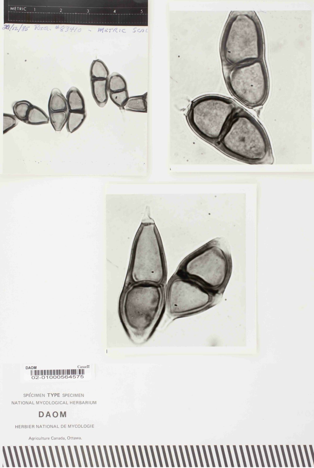 Puccinia urbanis image