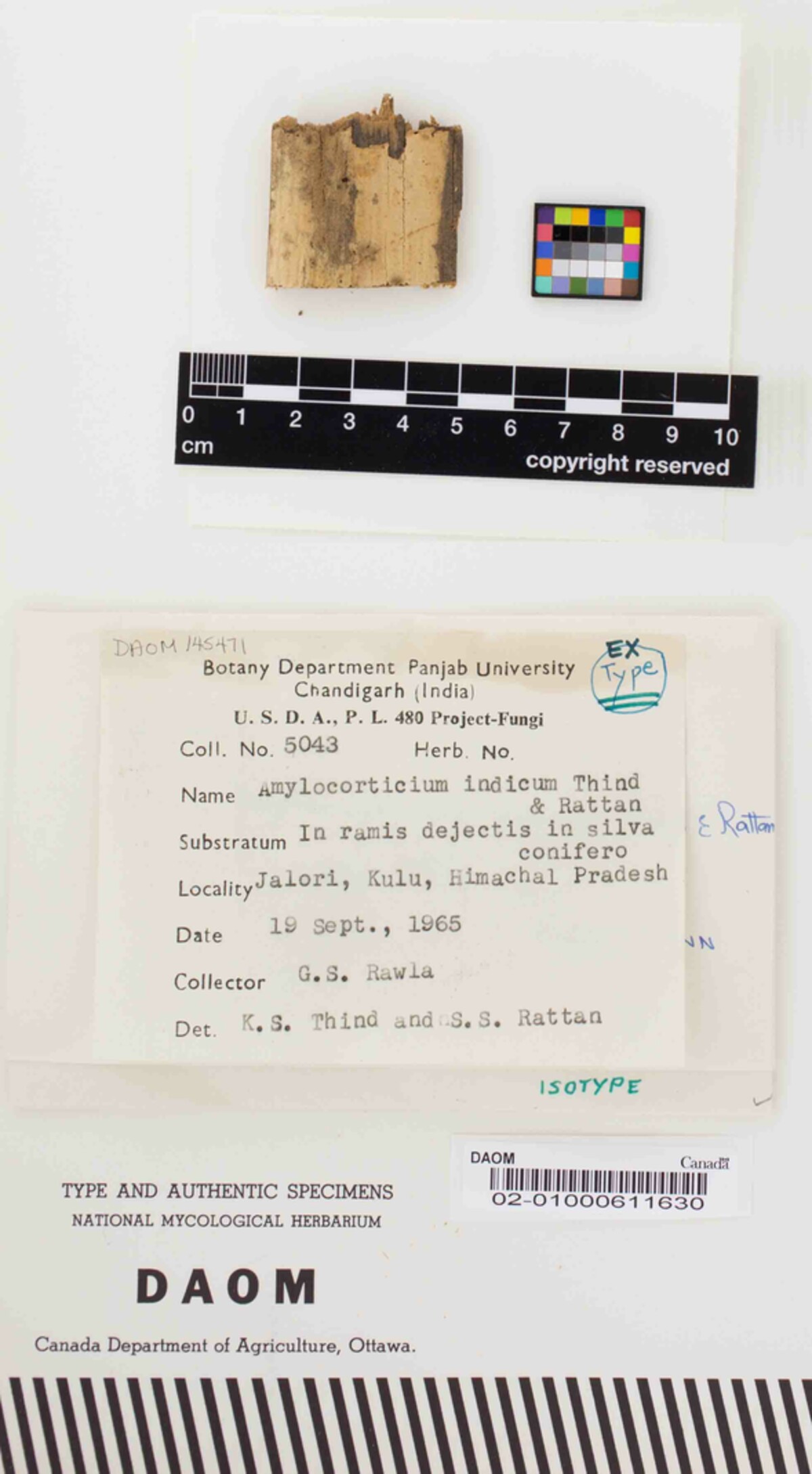 Amylocorticium indicum image