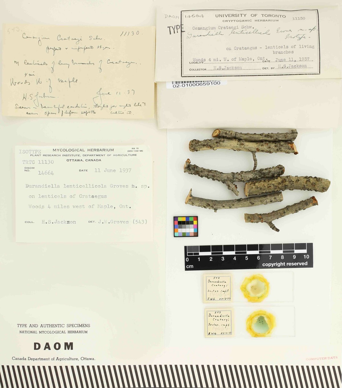 Durandiella image