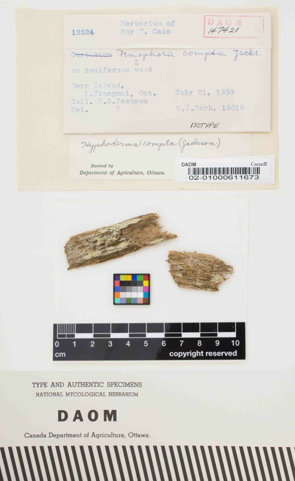 Hyphoderma compta image