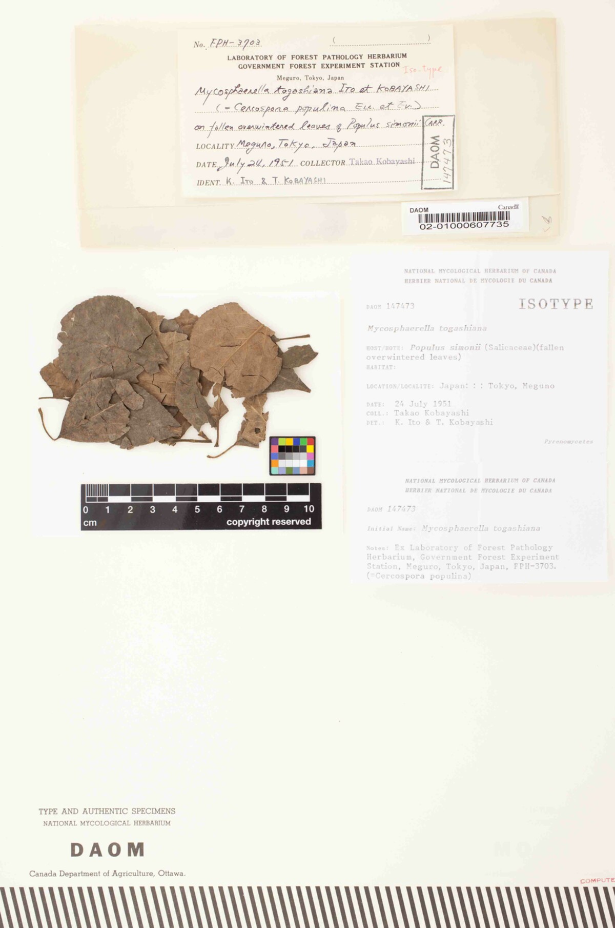 Mycosphaerella togashiana image