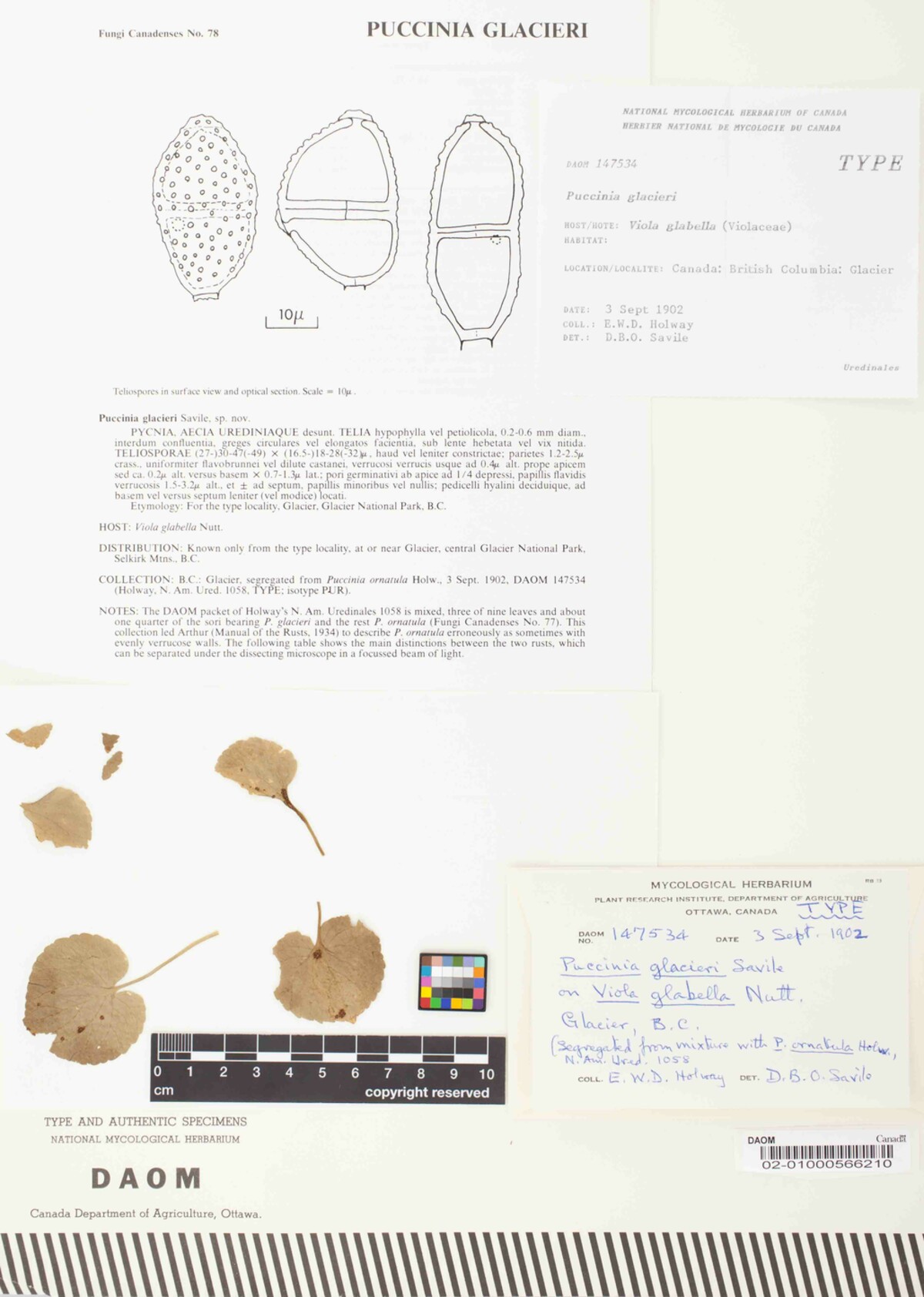 Puccinia glacieri image